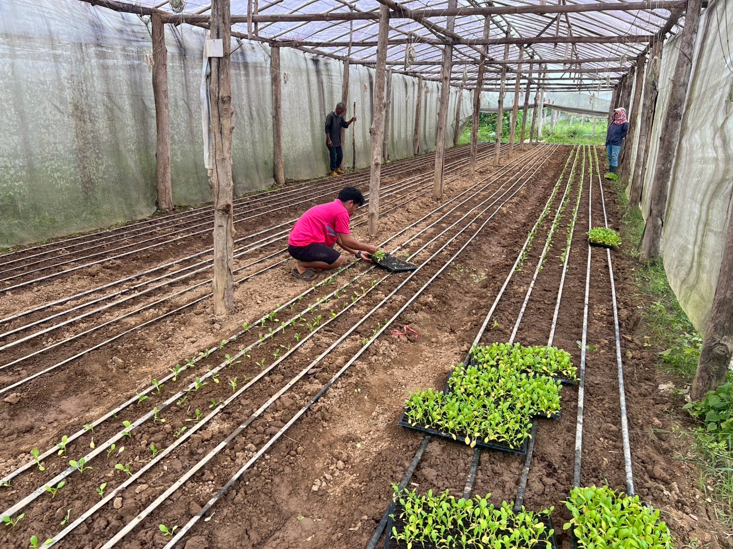 %e0%b8%9b%e0%b8%a5%e0%b8%b9%e0%b8%81%e0%b8%9c%e0%b8%b1%e0%b8%81%e0%b9%83%e0%b8%99%e0%b9%82%e0%b8%a3%e0%b8%87%e0%b9%80%e0%b8%a3%e0%b8%b7%e0%b8%ad%e0%b8%99