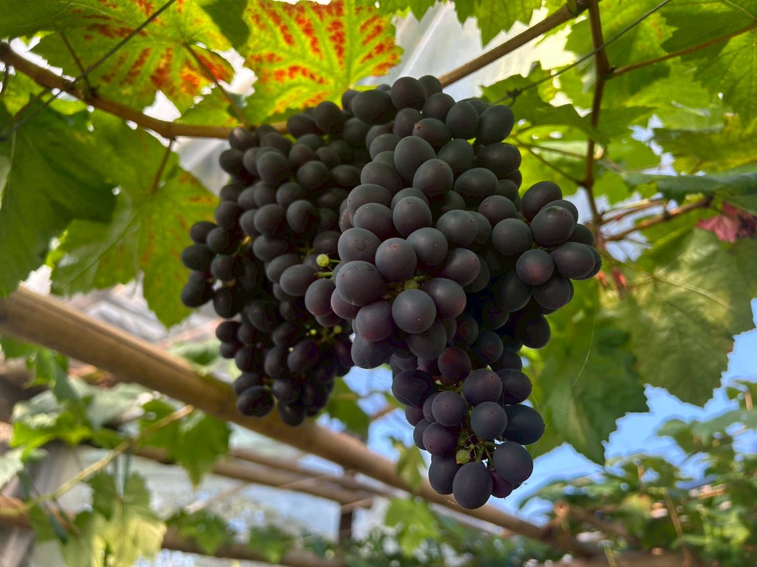 %e0%b8%ad%e0%b8%87%e0%b8%b8%e0%b9%88%e0%b8%99-%e0%b8%9a%e0%b9%88%e0%b8%ad%e0%b9%80%e0%b8%81%e0%b8%a5%e0%b8%b7%e0%b8%ad