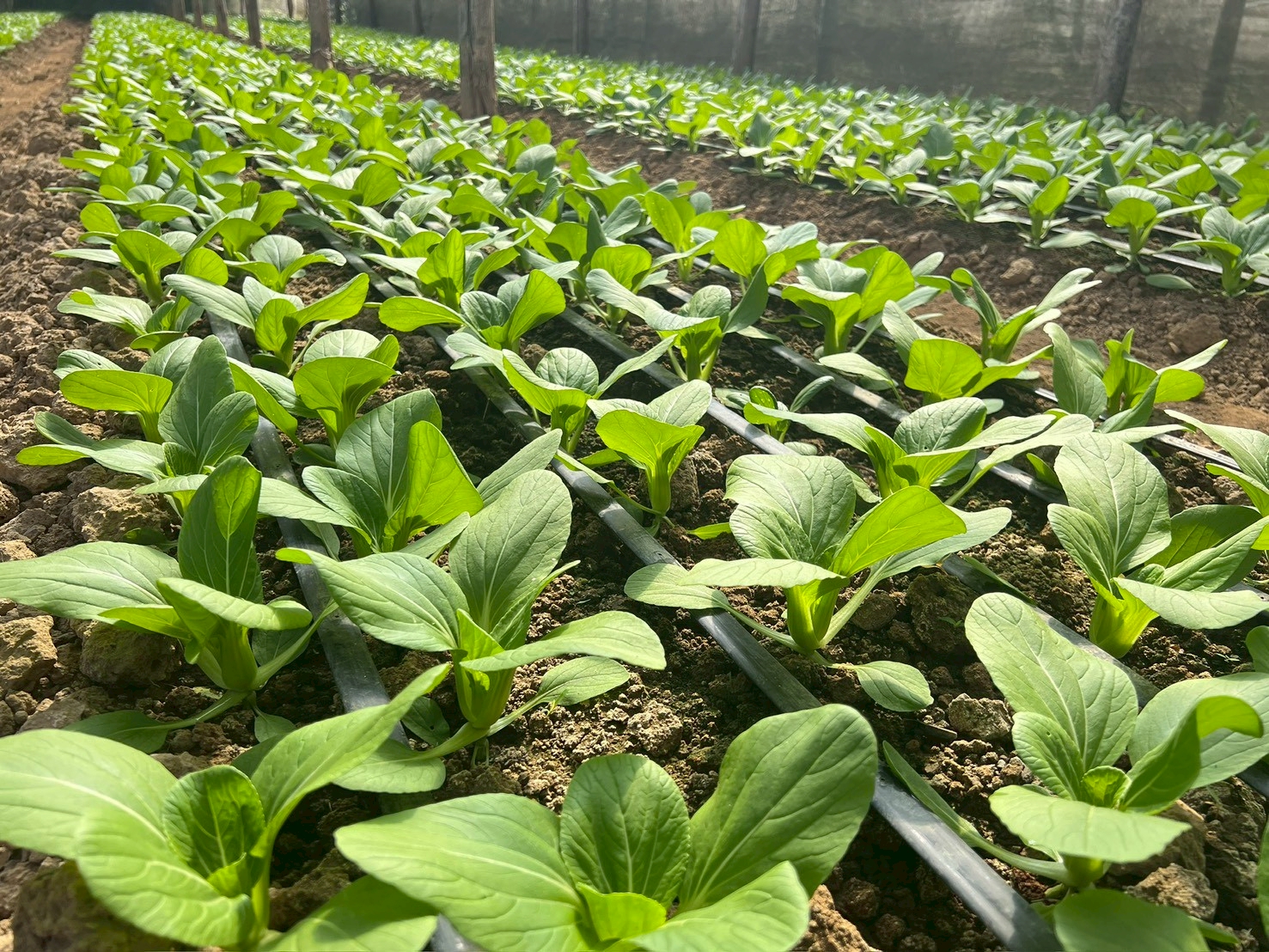 %e0%b9%81%e0%b8%9b%e0%b8%a5%e0%b8%87%e0%b8%9b%e0%b8%a5%e0%b8%b9%e0%b8%81%e0%b8%9e%e0%b8%b7%e0%b8%8a%e0%b8%9c%e0%b8%b1%e0%b8%81%e0%b9%83%e0%b8%99%e0%b9%82%e0%b8%a3%e0%b8%87%e0%b9%80%e0%b8%a3%e0%b8%b7