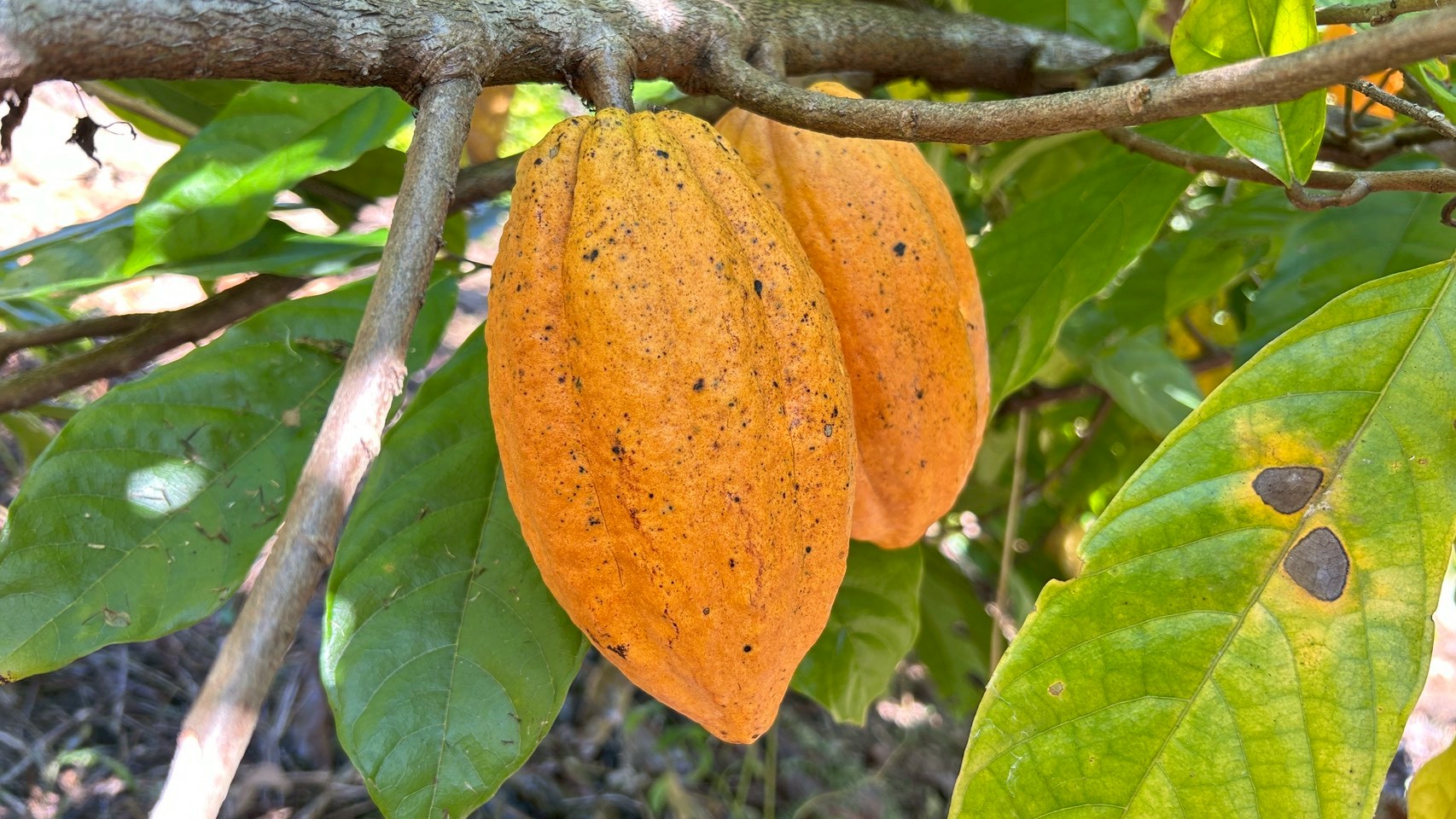 %e0%b9%82%e0%b8%81%e0%b9%82%e0%b8%81%e0%b9%89-%e0%b8%9b%e0%b8%b2%e0%b8%87%e0%b8%a2%e0%b8%b2%e0%b8%87