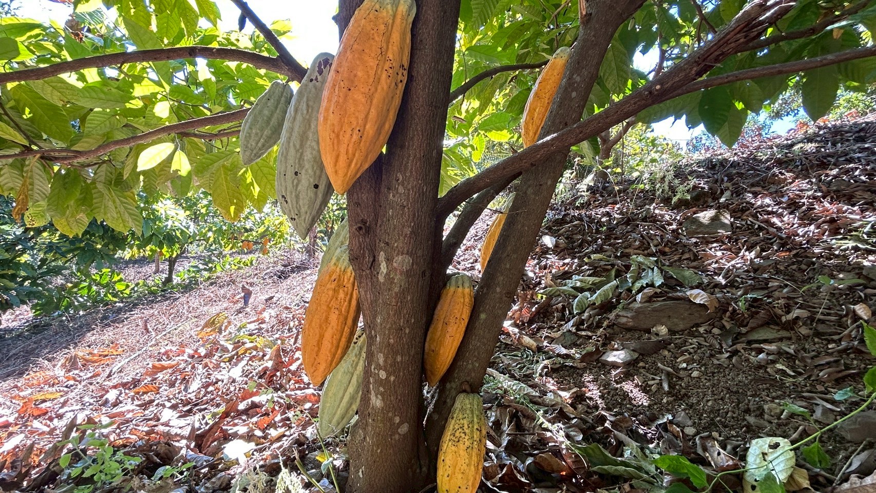 %e0%b9%82%e0%b8%81%e0%b9%82%e0%b8%81%e0%b9%89-%e0%b8%9b%e0%b8%b2%e0%b8%87%e0%b8%a2%e0%b8%b2%e0%b8%87-1