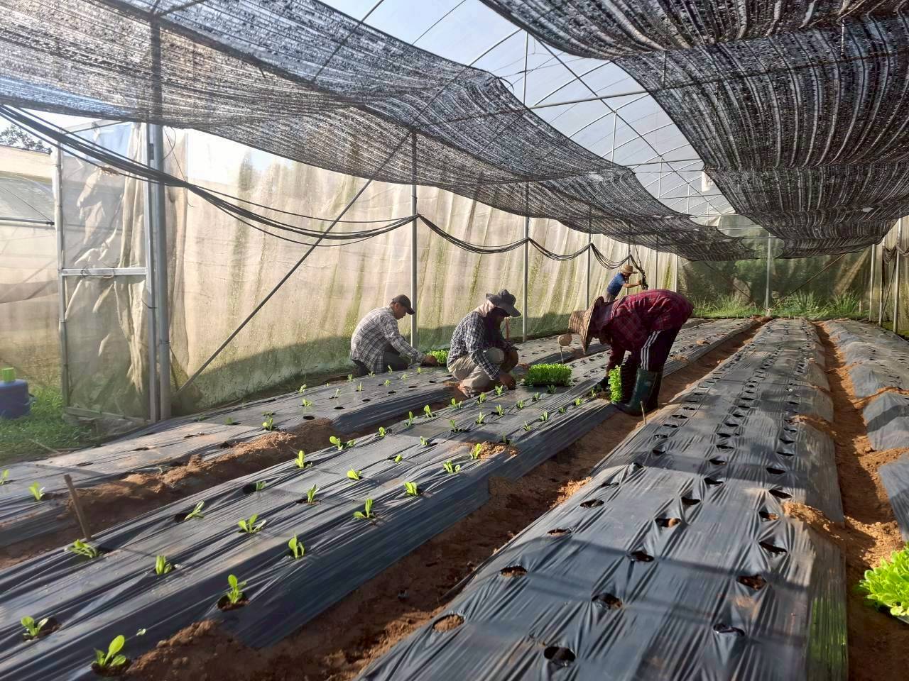 %e0%b8%9b%e0%b8%a5%e0%b8%b9%e0%b8%81%e0%b8%9c%e0%b8%b1%e0%b8%81%e0%b9%83%e0%b8%99%e0%b9%82%e0%b8%a3%e0%b8%87%e0%b9%80%e0%b8%a3%e0%b8%b7%e0%b8%ad%e0%b8%99