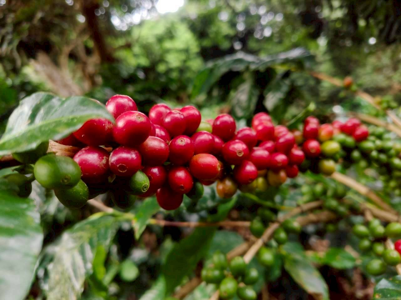 %e0%b8%81%e0%b8%b2%e0%b9%81%e0%b8%9f-%e0%b8%9b%e0%b9%88%e0%b8%b2%e0%b8%81%e0%b8%a5%e0%b9%89%e0%b8%a7%e0%b8%a2-1