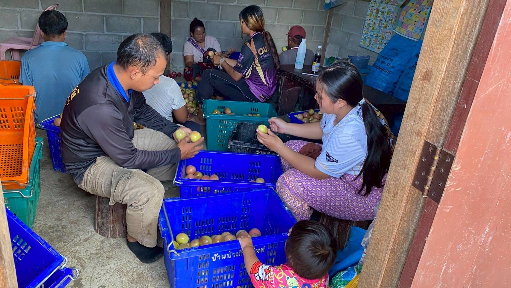 %e0%b8%84%e0%b8%b1%e0%b8%94%e0%b8%9c%e0%b8%a5%e0%b8%9c%e0%b8%a5%e0%b8%b4%e0%b8%95