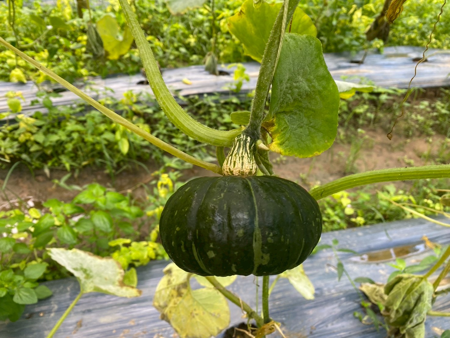 %e0%b8%9f%e0%b8%b1%e0%b8%81%e0%b8%97%e0%b8%ad%e0%b8%87%e0%b8%8d%e0%b8%b5%e0%b9%88%e0%b8%9b%e0%b8%b8%e0%b9%88%e0%b8%99-%e0%b8%9f%e0%b9%89%e0%b8%b2%e0%b8%aa%e0%b8%a7%e0%b8%a2-1