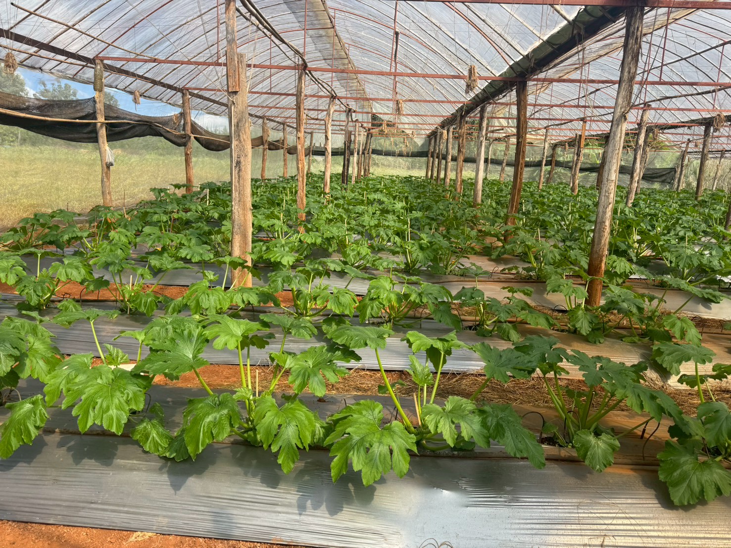 %e0%b9%81%e0%b8%9b%e0%b8%a5%e0%b8%87%e0%b8%9b%e0%b8%a5%e0%b8%b9%e0%b8%81%e0%b8%8b%e0%b8%b9%e0%b8%81%e0%b8%b4%e0%b8%99%e0%b8%b5%e0%b9%88