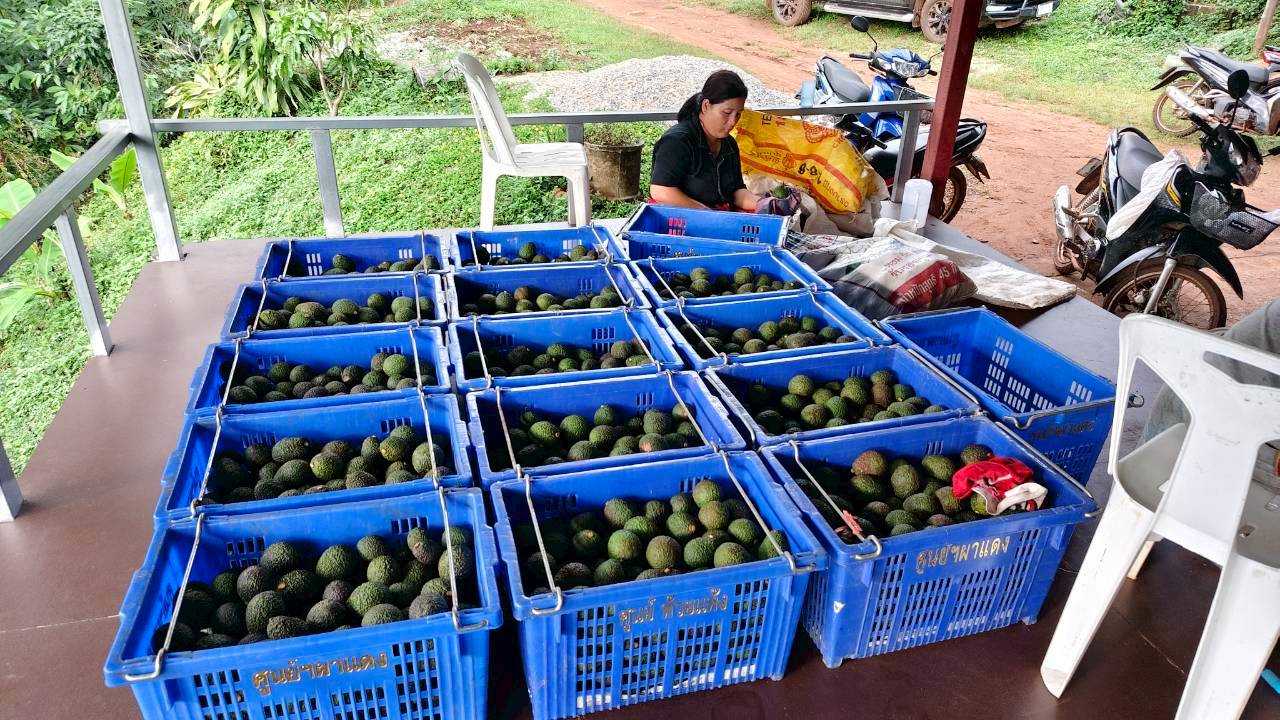 %e0%b8%ad%e0%b8%b0%e0%b9%82%e0%b8%a7%e0%b8%84%e0%b8%b2%e0%b9%82%e0%b8%94-%e0%b8%9c%e0%b8%b2%e0%b9%81%e0%b8%94%e0%b8%87