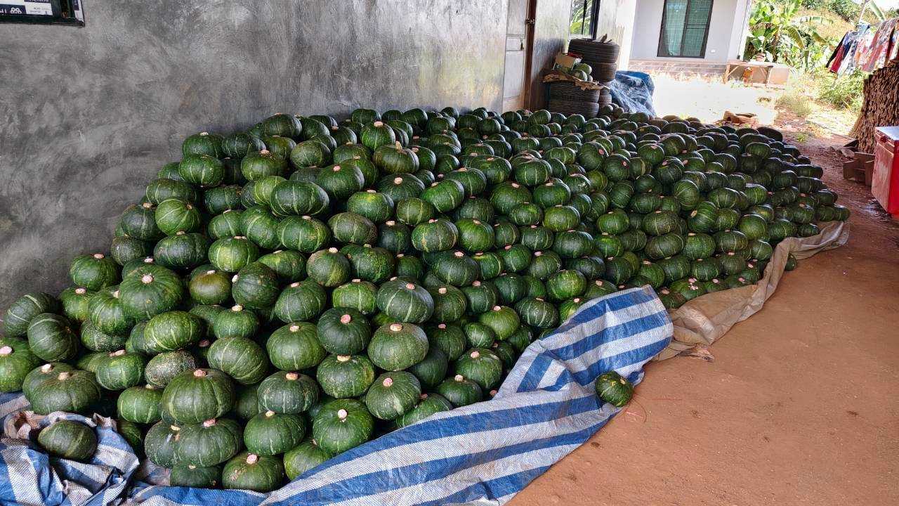 %e0%b8%9f%e0%b8%b1%e0%b8%81%e0%b8%97%e0%b8%ad%e0%b8%87%e0%b8%8d%e0%b8%b5%e0%b9%88%e0%b8%9b%e0%b8%b8%e0%b9%88%e0%b8%99-%e0%b8%9c%e0%b8%b2%e0%b9%81%e0%b8%94%e0%b8%87