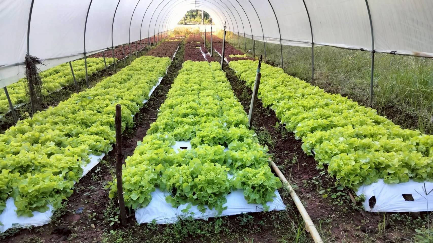 %e0%b9%81%e0%b8%9b%e0%b8%a5%e0%b8%87%e0%b8%9b%e0%b8%a5%e0%b8%b9%e0%b8%81%e0%b8%9c%e0%b8%b1%e0%b8%81-%e0%b8%94%e0%b8%ad%e0%b8%a2%e0%b8%9b%e0%b8%b8%e0%b8%a2