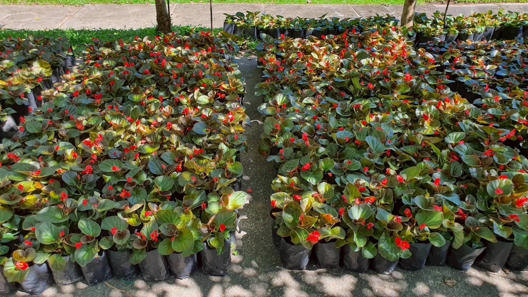 %e0%b8%aa%e0%b9%88%e0%b8%87%e0%b8%a1%e0%b8%ad%e0%b8%9a%e0%b9%84%e0%b8%a1%e0%b9%89%e0%b8%94%e0%b8%ad%e0%b8%81-1