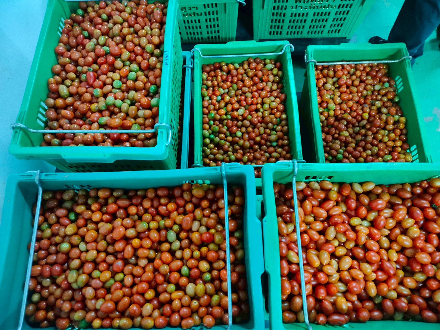 %e0%b8%a1%e0%b8%b0%e0%b9%80%e0%b8%82%e0%b8%b7%e0%b8%ad%e0%b9%80%e0%b8%97%e0%b8%a8%e0%b9%80%e0%b8%8a%e0%b8%ad%e0%b8%a3%e0%b8%b5%e0%b9%88