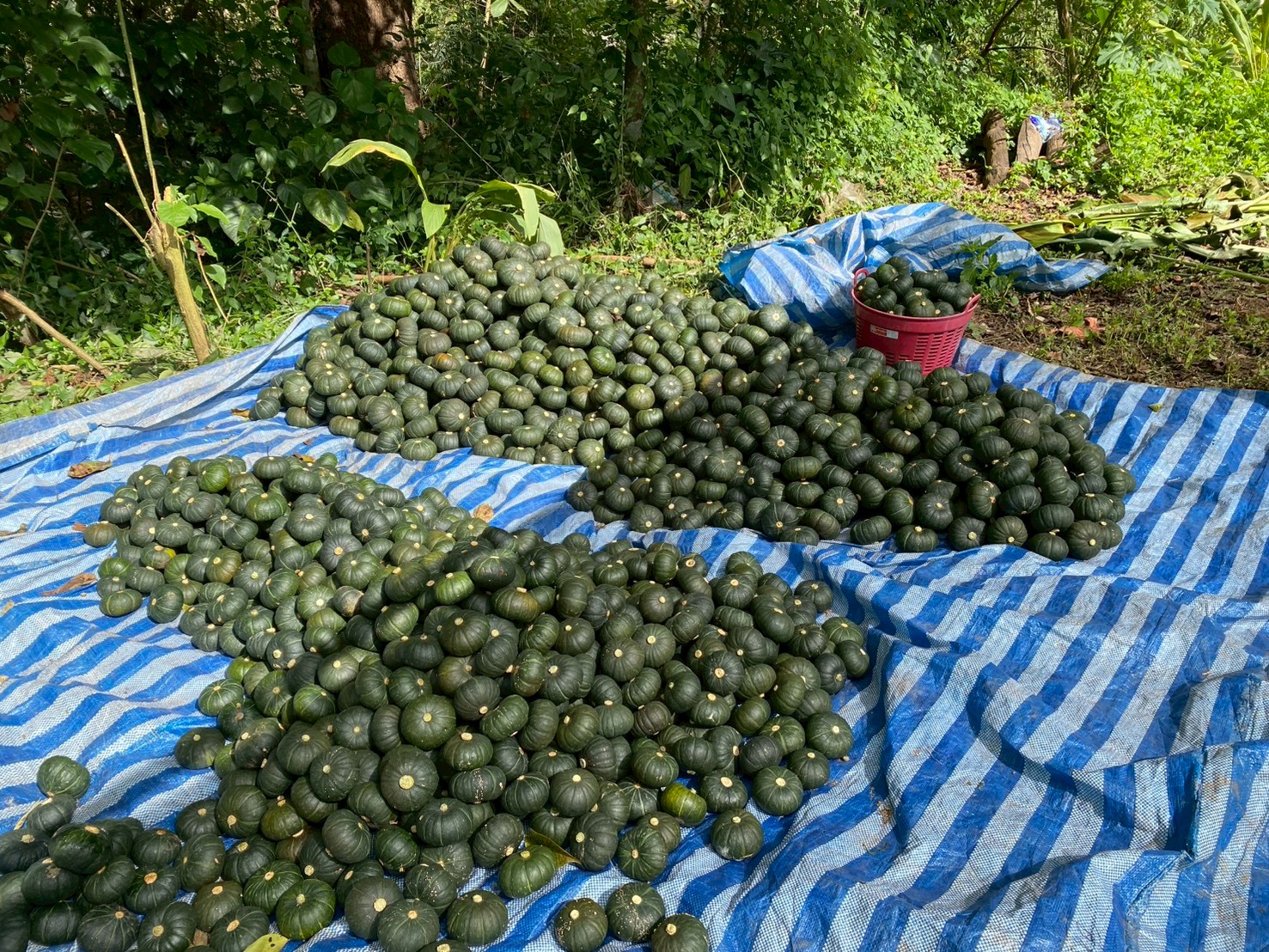 %e0%b8%9f%e0%b8%b1%e0%b8%81%e0%b8%97%e0%b8%ad%e0%b8%87%e0%b8%8d%e0%b8%b5%e0%b9%88%e0%b8%9b%e0%b8%b8%e0%b9%88%e0%b8%99-%e0%b8%9f%e0%b9%89%e0%b8%b2%e0%b8%aa%e0%b8%a7%e0%b8%a2-1