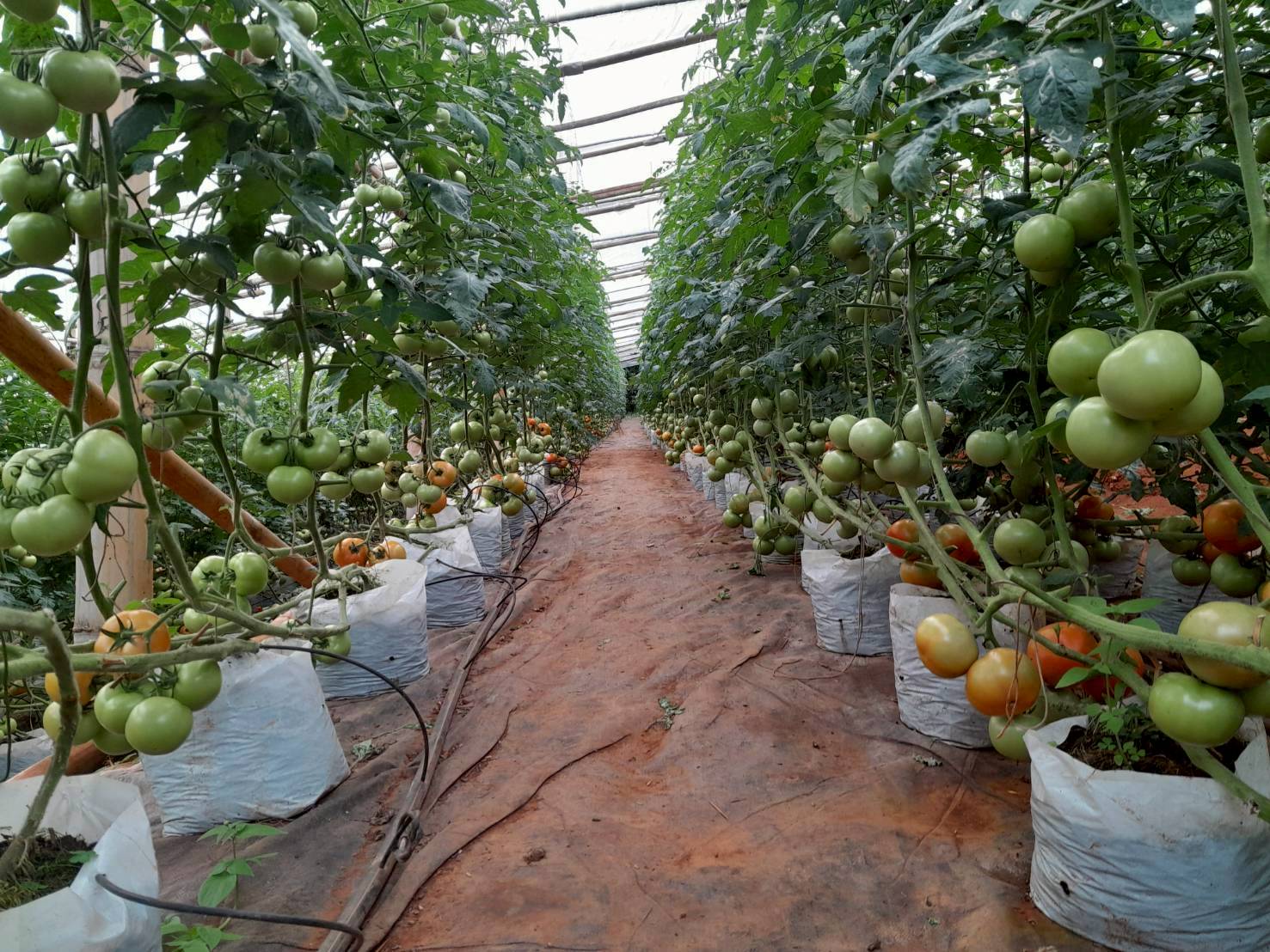 %e0%b8%a1%e0%b8%b0%e0%b9%80%e0%b8%82%e0%b8%b7%e0%b8%ad%e0%b9%80%e0%b8%97%e0%b8%a8%e0%b9%82%e0%b8%97%e0%b8%a1%e0%b8%b1%e0%b8%aa-%e0%b8%94%e0%b8%ad%e0%b8%a2%e0%b8%9b%e0%b8%b8%e0%b8%a2