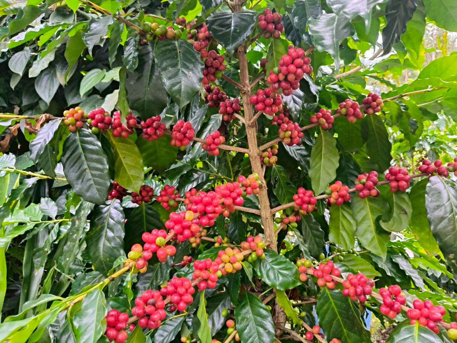 %e0%b8%81%e0%b8%b2%e0%b9%81%e0%b8%9f%e0%b9%82%e0%b8%ab%e0%b8%a5%e0%b9%88%e0%b8%87%e0%b8%82%e0%b8%ad%e0%b8%94-1