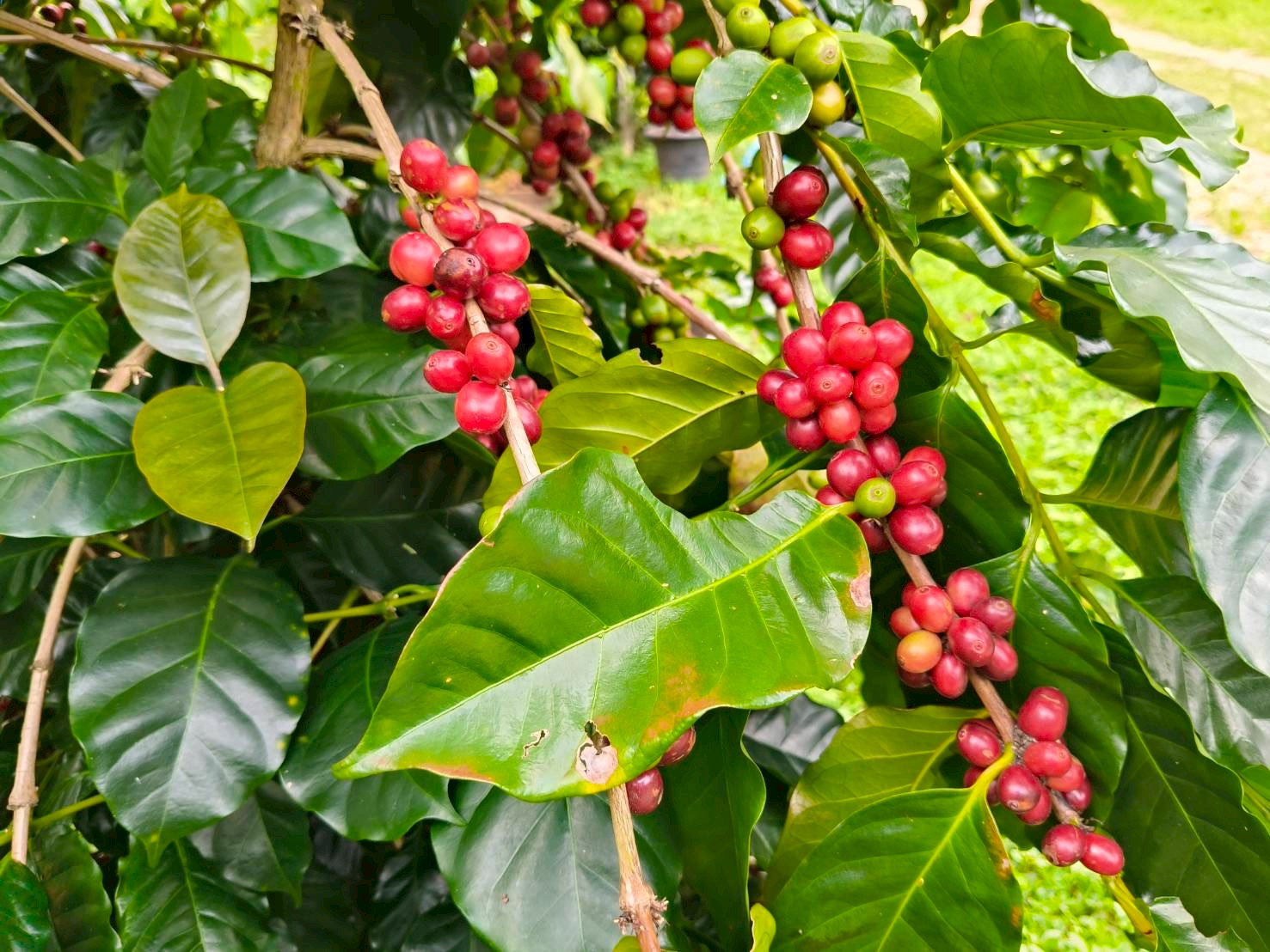 %e0%b8%81%e0%b8%b2%e0%b9%81%e0%b8%9f%e0%b9%82%e0%b8%ab%e0%b8%a5%e0%b9%88%e0%b8%87%e0%b8%82%e0%b8%ad%e0%b8%94-3