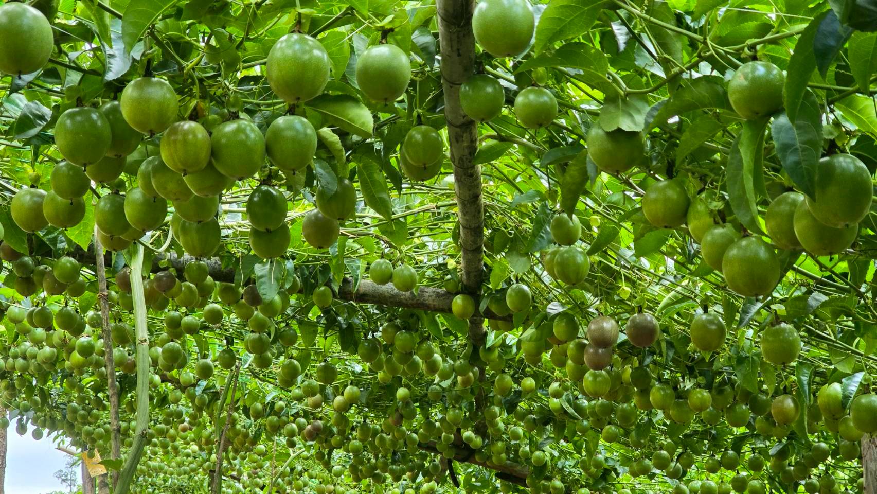 %e0%b9%80%e0%b8%aa%e0%b8%b2%e0%b8%a7%e0%b8%a3%e0%b8%aa%e0%b8%ab%e0%b8%a7%e0%b8%b2%e0%b8%99-%e0%b8%ab%e0%b9%89%e0%b8%a7%e0%b8%a2%e0%b9%82%e0%b8%9b%e0%b9%88%e0%b8%87%e0%b8%9e%e0%b8%b1%e0%b8%92%e0%b8%99