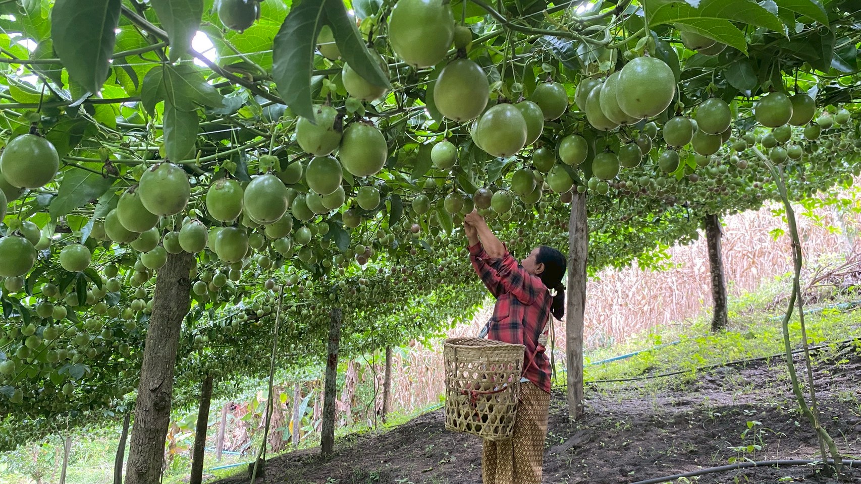 %e0%b9%80%e0%b8%aa%e0%b8%b2%e0%b8%a7%e0%b8%a3%e0%b8%aa%e0%b8%ab%e0%b8%a7%e0%b8%b2%e0%b8%99-2