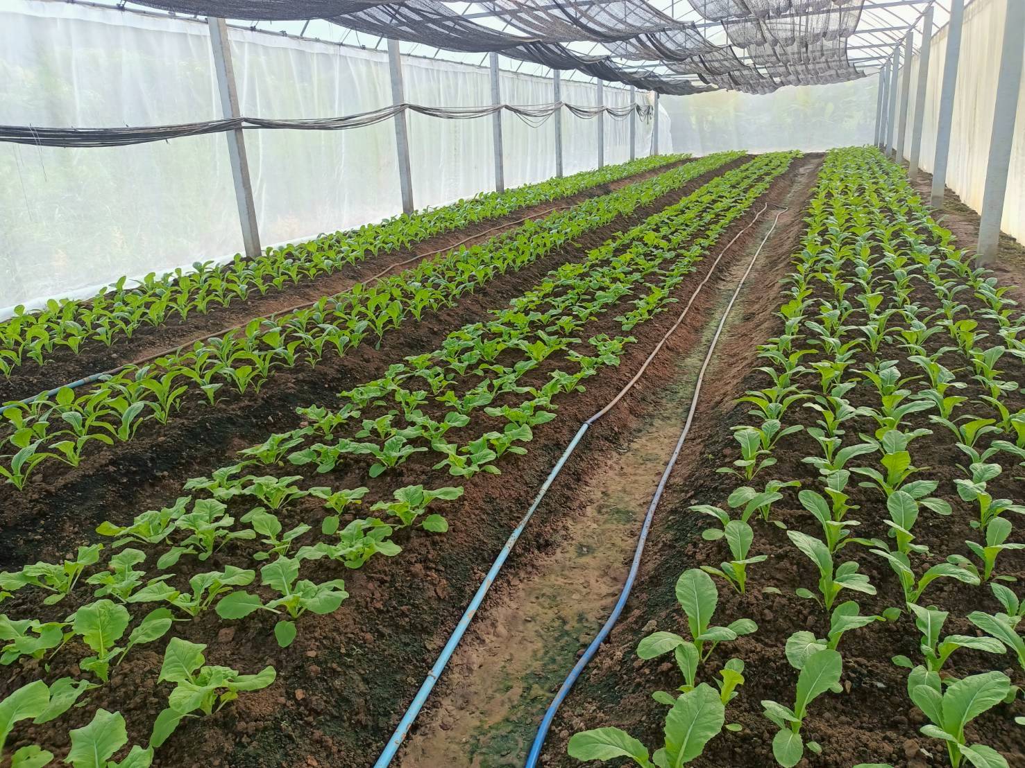 %e0%b9%81%e0%b8%9b%e0%b8%a5%e0%b8%87%e0%b8%9b%e0%b8%a5%e0%b8%b9%e0%b8%81%e0%b8%9c%e0%b8%b1%e0%b8%81%e0%b9%83%e0%b8%99%e0%b9%82%e0%b8%a3%e0%b8%87%e0%b9%80%e0%b8%a3%e0%b8%b7%e0%b8%ad%e0%b8%99