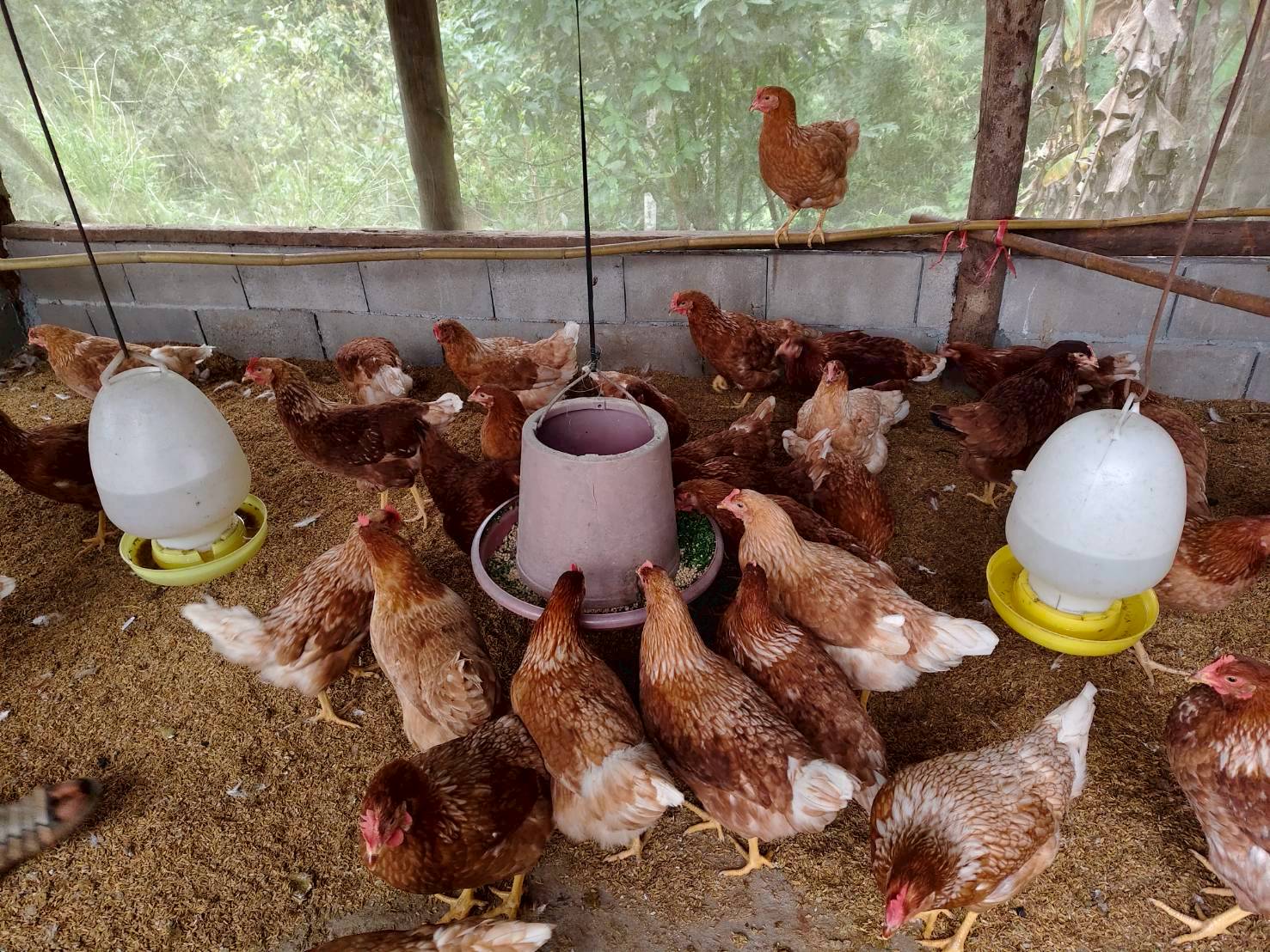 %e0%b8%9b%e0%b8%a8%e0%b8%b8%e0%b8%aa%e0%b8%b1%e0%b8%95%e0%b8%a7%e0%b9%8c-%e0%b8%9b%e0%b8%b2%e0%b8%87%e0%b8%ab%e0%b8%b4%e0%b8%99%e0%b8%9d%e0%b8%99-1