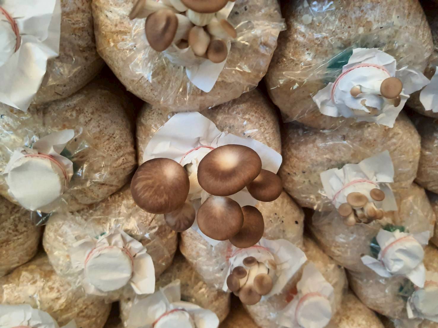 %e0%b9%80%e0%b8%ab%e0%b9%87%e0%b8%94%e0%b8%99%e0%b8%b2%e0%b8%87%e0%b8%9f%e0%b9%89%e0%b8%b2