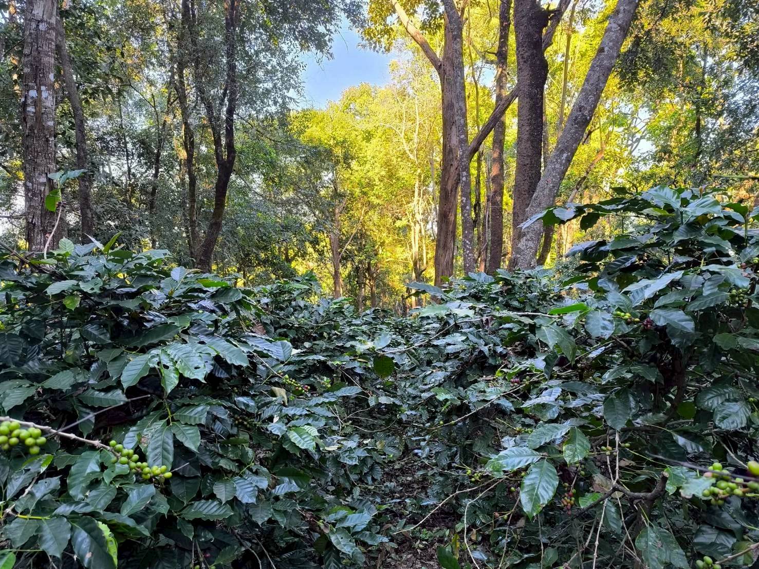 %e0%b9%81%e0%b8%9b%e0%b8%a5%e0%b8%87%e0%b8%81%e0%b8%b2%e0%b9%81%e0%b8%9f-%e0%b8%9b%e0%b9%88%e0%b8%b2%e0%b9%81%e0%b8%9b%e0%b9%8b