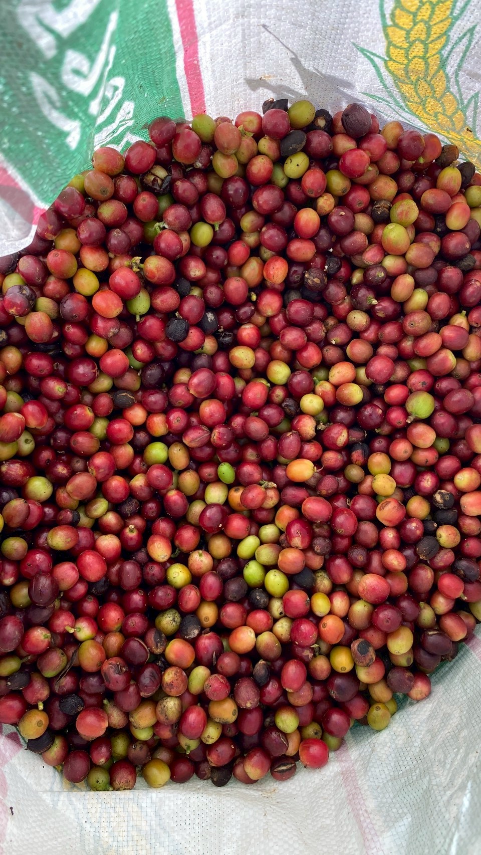 %e0%b8%81%e0%b8%b2%e0%b9%81%e0%b8%9f-%e0%b8%ab%e0%b9%89%e0%b8%a7%e0%b8%a2%e0%b9%82%e0%b8%9b%e0%b9%88%e0%b8%87%e0%b8%9e%e0%b8%b1%e0%b8%92%e0%b8%99%e0%b8%b2-1