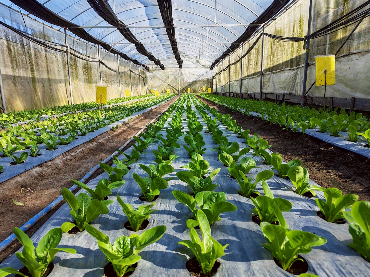 %e0%b9%82%e0%b8%a3%e0%b8%87%e0%b9%80%e0%b8%a3%e0%b8%b7%e0%b8%ad%e0%b8%99%e0%b8%9b%e0%b8%a5%e0%b8%b9%e0%b8%81%e0%b8%9c%e0%b8%b1%e0%b8%81-2