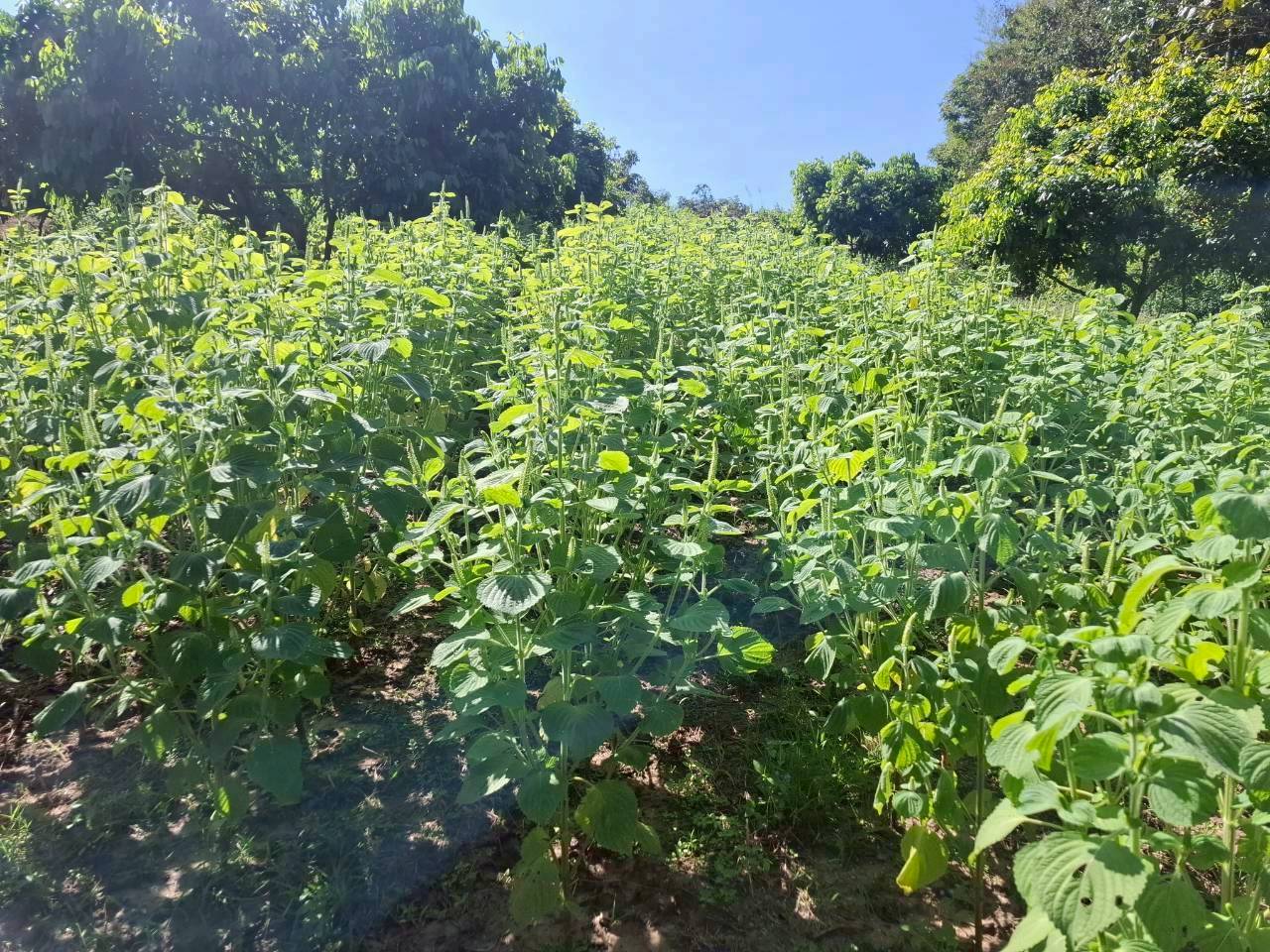 %e0%b8%87%e0%b8%b2%e0%b8%82%e0%b8%b5%e0%b9%89%e0%b8%a1%e0%b9%89%e0%b8%ad%e0%b8%99