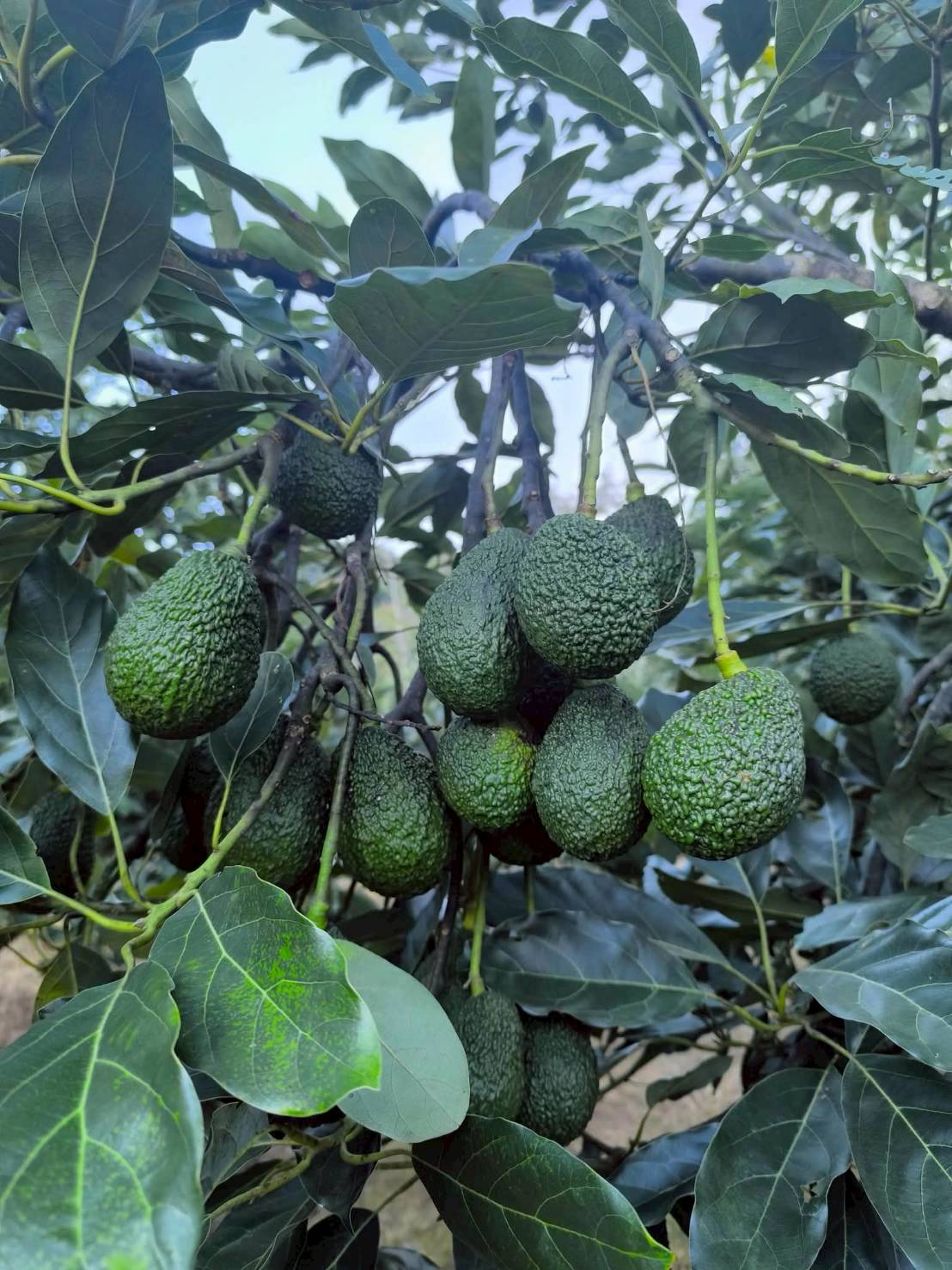 %e0%b8%ad%e0%b8%b0%e0%b9%82%e0%b8%a7%e0%b8%84%e0%b8%b2%e0%b9%82%e0%b8%94-%e0%b8%9b%e0%b9%88%e0%b8%b2%e0%b9%81%e0%b8%9b%e0%b9%8b