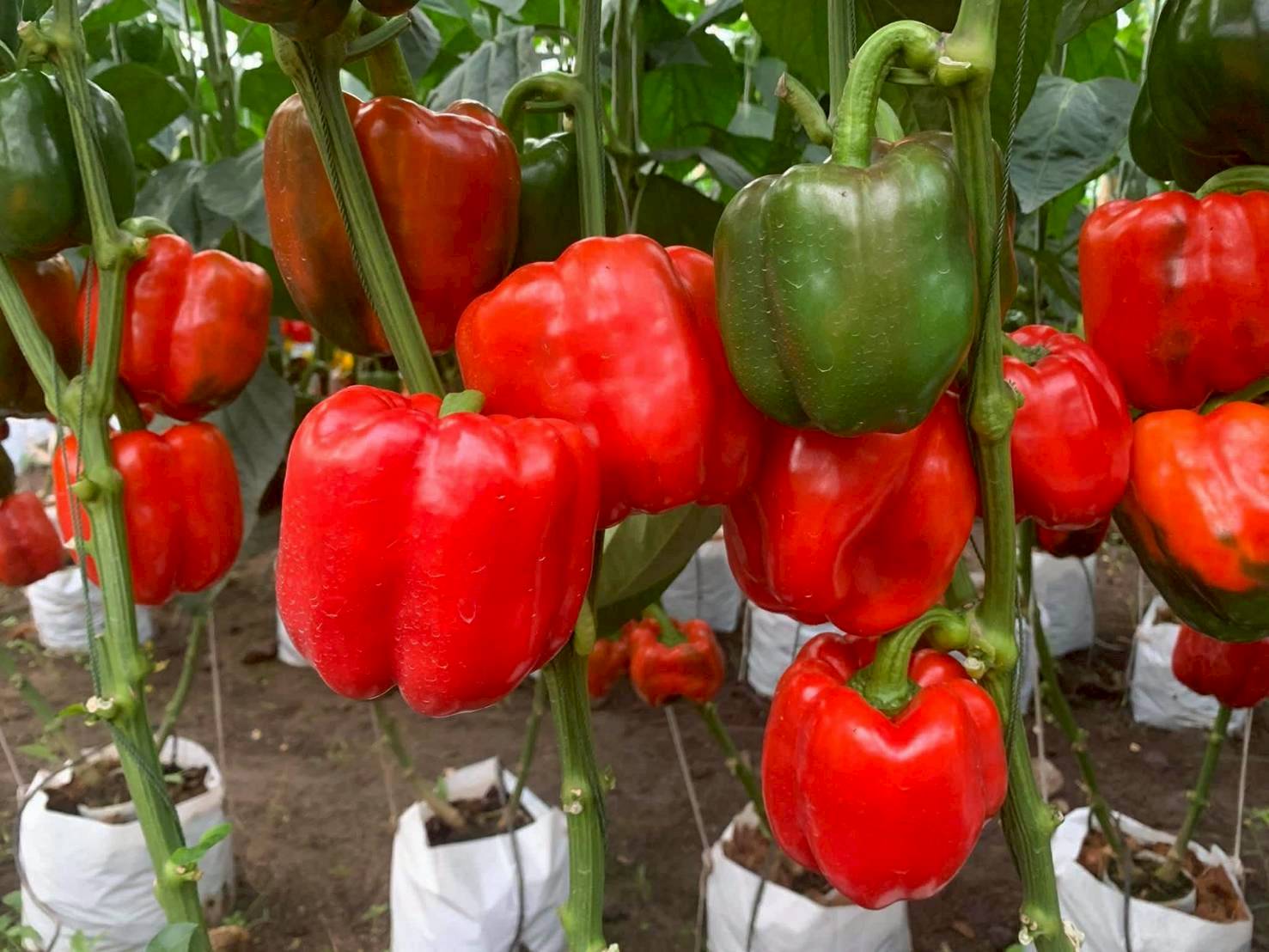 %e0%b8%9e%e0%b8%a3%e0%b8%b4%e0%b8%81%e0%b8%ab%e0%b8%a7%e0%b8%b2%e0%b8%99-%e0%b8%9b%e0%b9%88%e0%b8%b2%e0%b8%81%e0%b8%a5%e0%b9%89%e0%b8%a7%e0%b8%a2