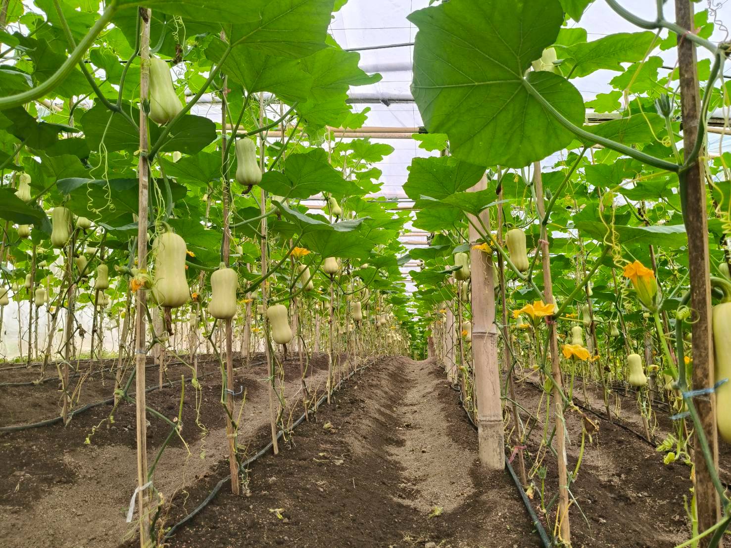 %e0%b9%81%e0%b8%9b%e0%b8%a5%e0%b8%87%e0%b8%9a%e0%b8%b1%e0%b8%95%e0%b9%80%e0%b8%95%e0%b8%ad%e0%b8%a3%e0%b9%8c%e0%b8%99%e0%b8%b1%e0%b8%97