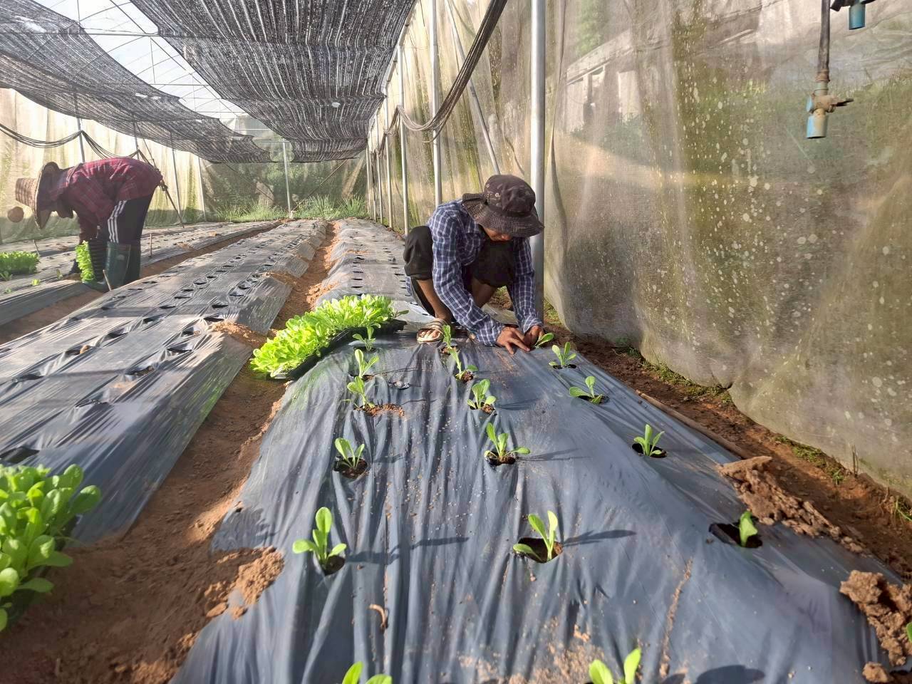 %e0%b8%9b%e0%b8%a5%e0%b8%b9%e0%b8%81%e0%b8%9c%e0%b8%b1%e0%b8%81%e0%b9%83%e0%b8%99%e0%b9%82%e0%b8%a3%e0%b8%87%e0%b9%80%e0%b8%a3%e0%b8%b7%e0%b8%ad%e0%b8%99-1