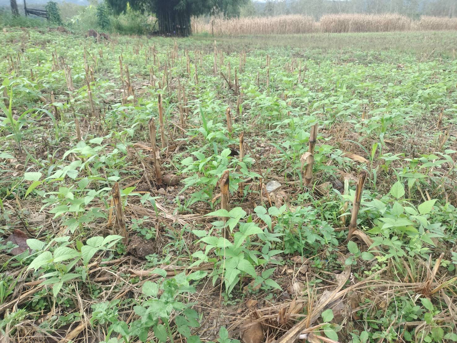 %e0%b8%82%e0%b9%89%e0%b8%b2%e0%b8%a7%e0%b9%82%e0%b8%9e%e0%b8%94%e0%b9%80%e0%b8%ab%e0%b8%a5%e0%b8%b7%e0%b9%88%e0%b8%ad%e0%b8%a1%e0%b8%96%e0%b8%b1%e0%b9%88%e0%b8%a7-1