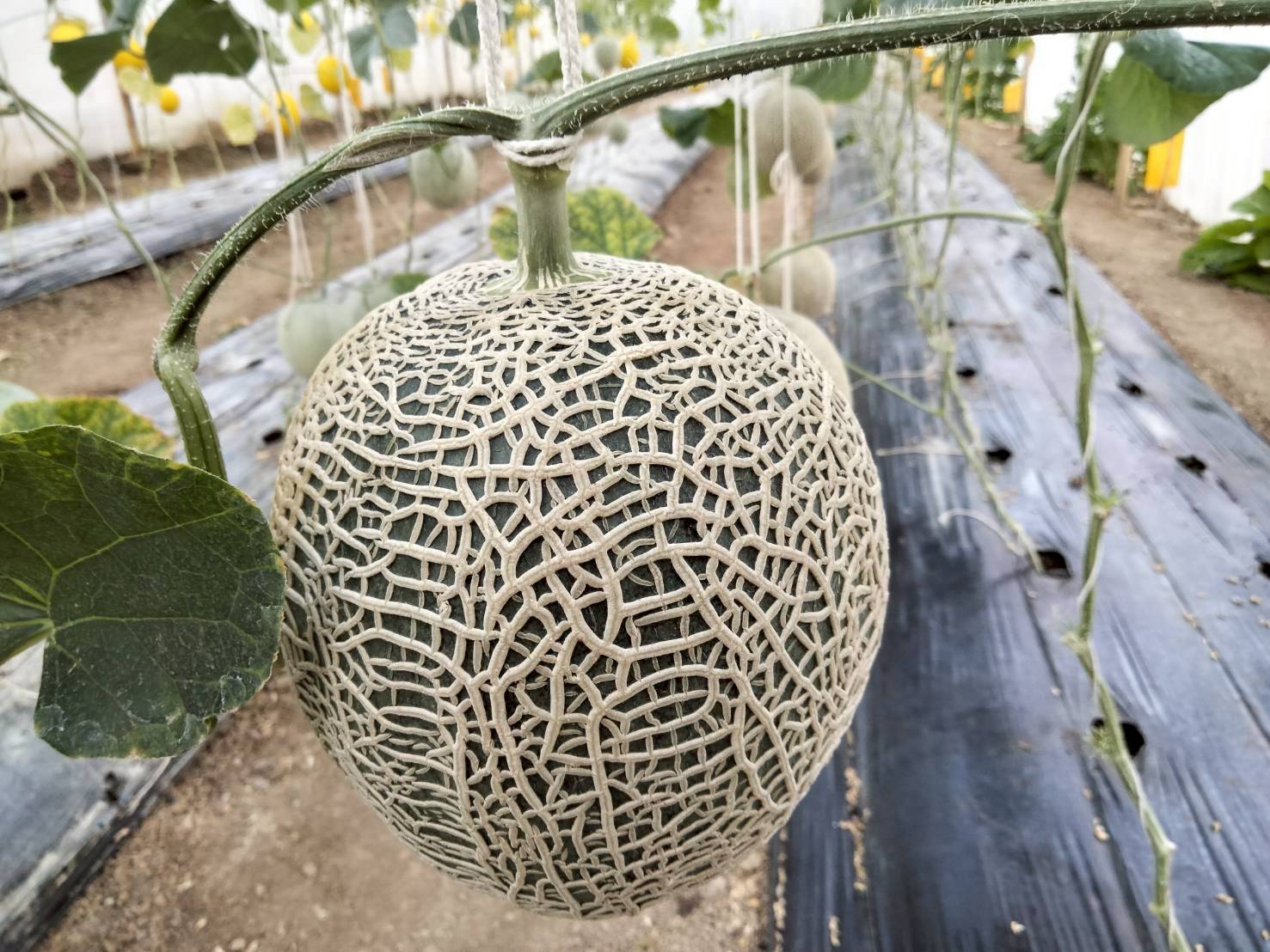 %e0%b9%80%e0%b8%a1%e0%b8%a5%e0%b9%88%e0%b8%ad%e0%b8%99-%e0%b8%84%e0%b8%a5%e0%b8%ad%e0%b8%87%e0%b8%a5%e0%b8%b2%e0%b8%99