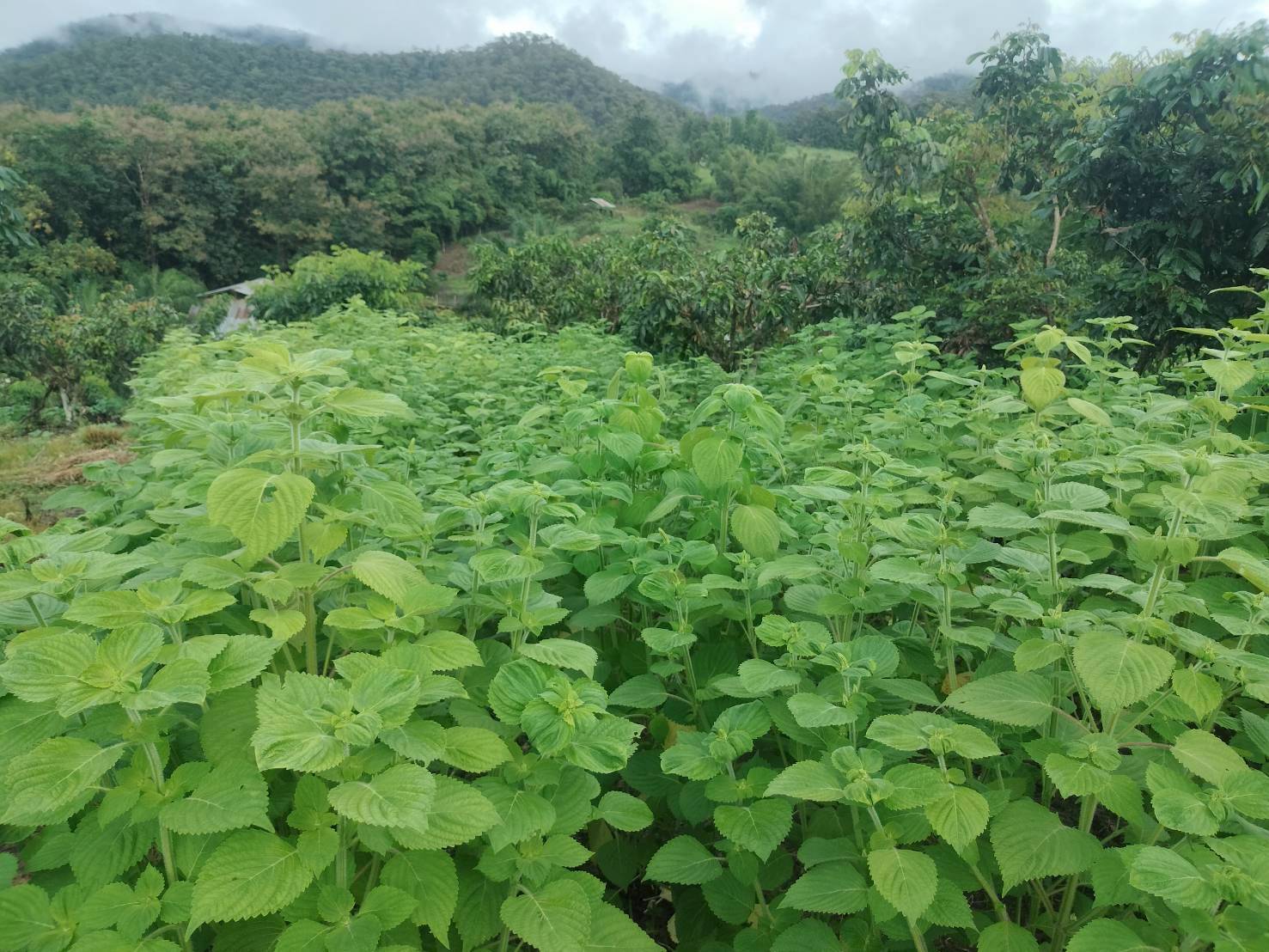 %e0%b8%87%e0%b8%b2%e0%b8%82%e0%b8%b5%e0%b9%89%e0%b8%a1%e0%b9%89%e0%b8%ad%e0%b8%99-1