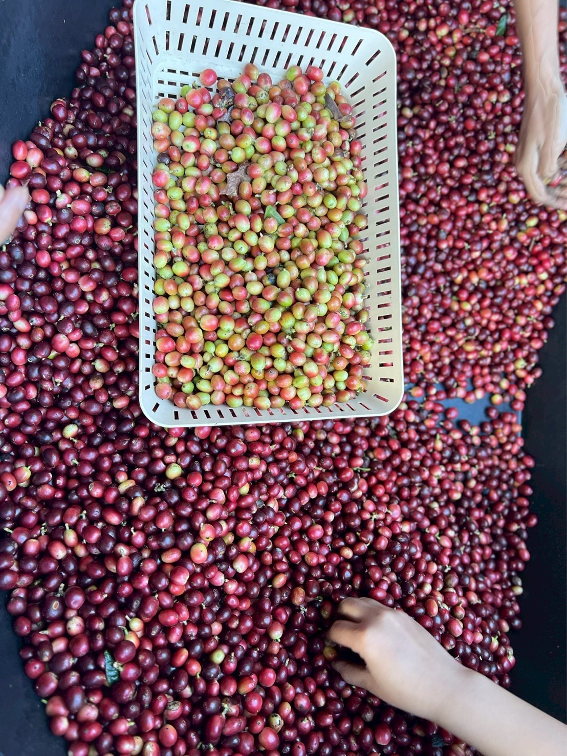 %e0%b8%84%e0%b8%b1%e0%b8%94%e0%b9%80%e0%b8%a1%e0%b8%a5%e0%b9%87%e0%b8%94%e0%b8%81%e0%b8%b2%e0%b9%81%e0%b8%9f