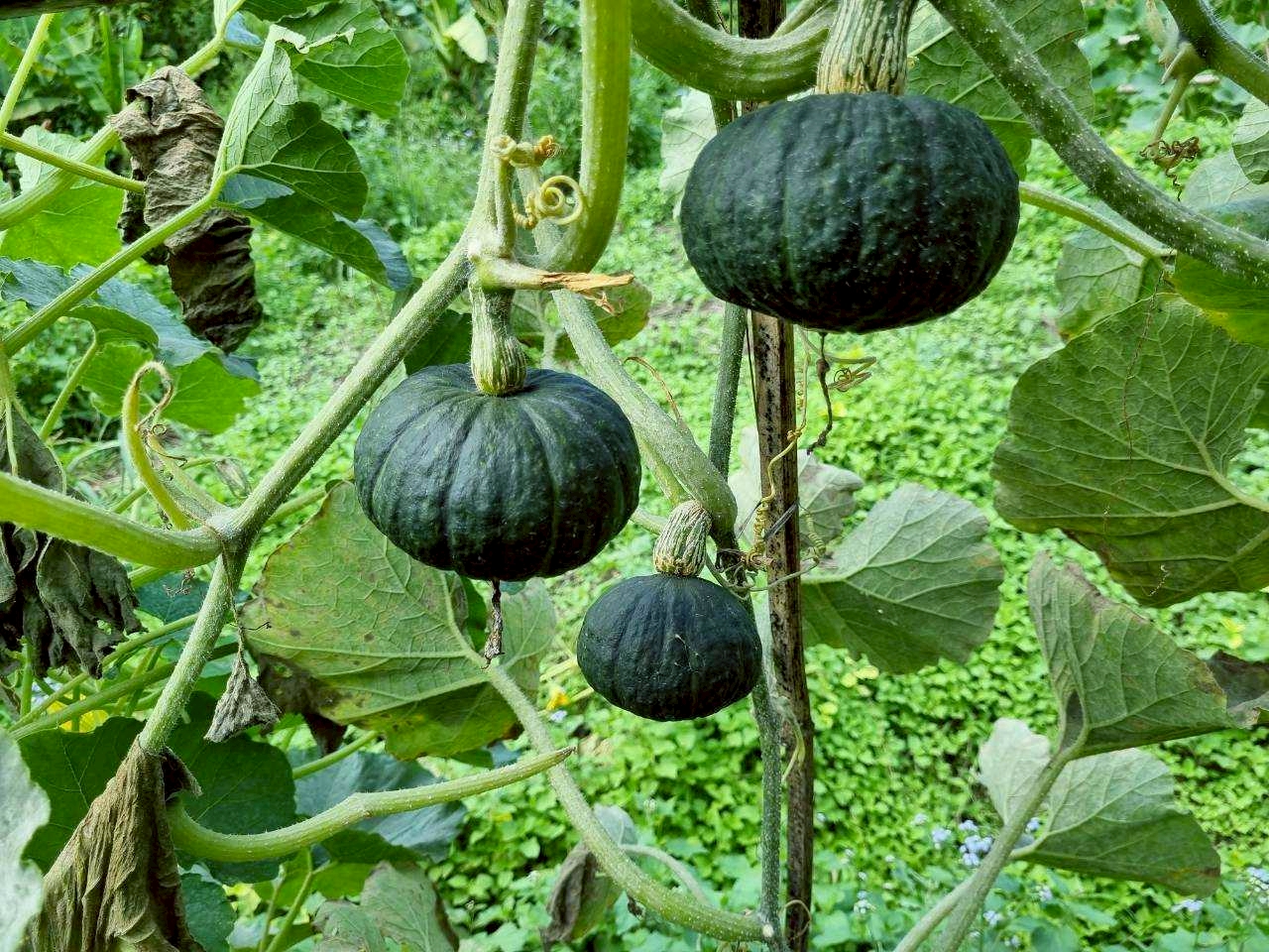 %e0%b8%9f%e0%b8%b1%e0%b8%81%e0%b8%97%e0%b8%ad%e0%b8%87%e0%b8%8d%e0%b8%b5%e0%b9%88%e0%b8%9b%e0%b8%b8%e0%b9%88%e0%b8%99-%e0%b8%9f%e0%b9%89%e0%b8%b2%e0%b8%aa%e0%b8%a7%e0%b8%a2