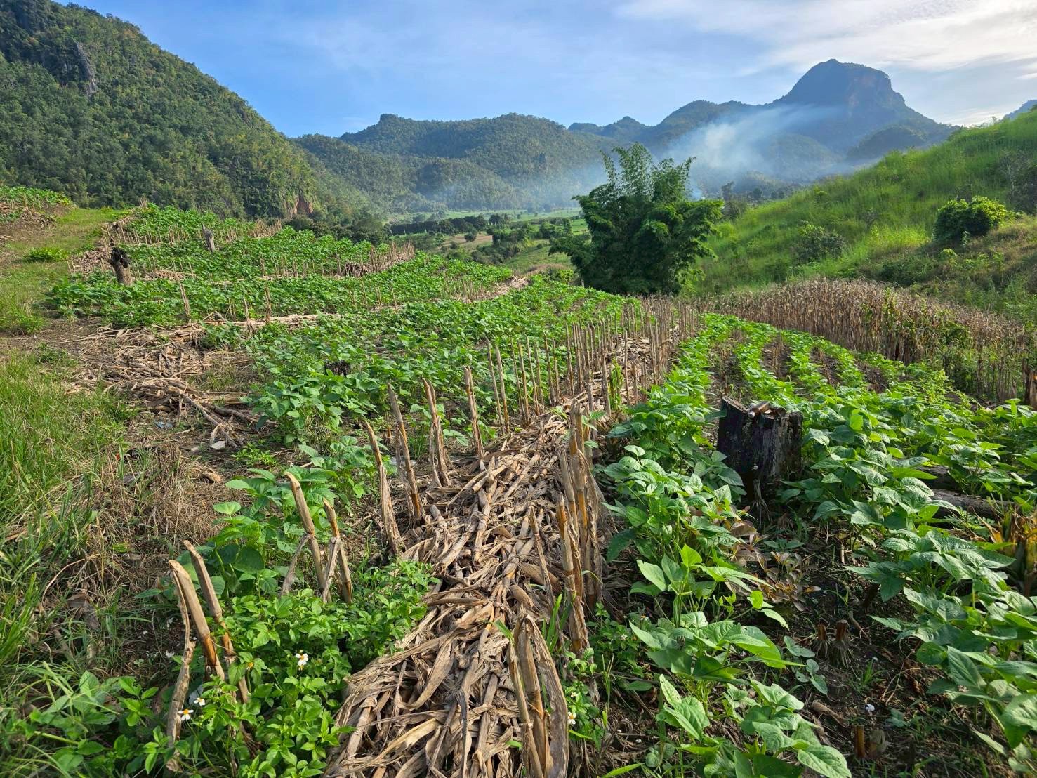 %e0%b8%82%e0%b9%89%e0%b8%b2%e0%b8%a7%e0%b9%82%e0%b8%9e%e0%b8%94%e0%b9%80%e0%b8%ab%e0%b8%a5%e0%b8%b7%e0%b9%88%e0%b8%ad%e0%b8%a1%e0%b8%96%e0%b8%b1%e0%b9%88%e0%b8%a7