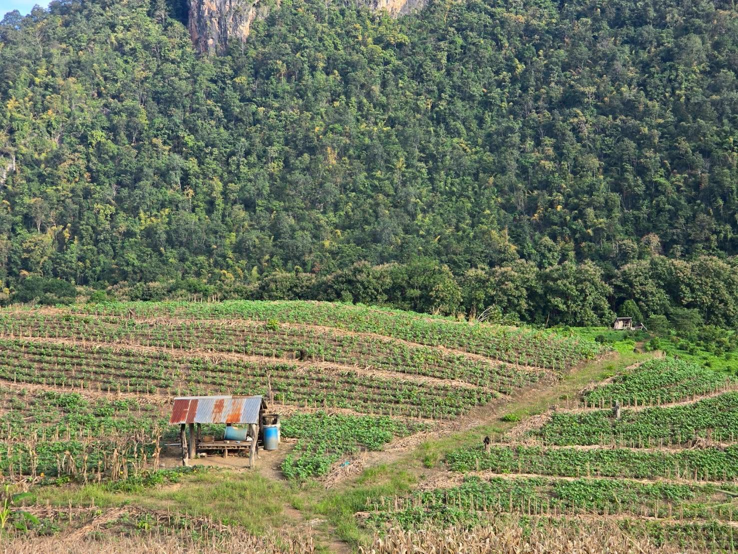 %e0%b8%9e%e0%b8%b7%e0%b9%89%e0%b8%99%e0%b8%97%e0%b8%b5%e0%b9%88%e0%b8%9b%e0%b8%a5%e0%b8%b9%e0%b8%81%e0%b8%82%e0%b9%89%e0%b8%b2%e0%b8%a7%e0%b9%82%e0%b8%9e%e0%b8%94%e0%b9%80%e0%b8%ab%e0%b8%a5%e0%b8%b7