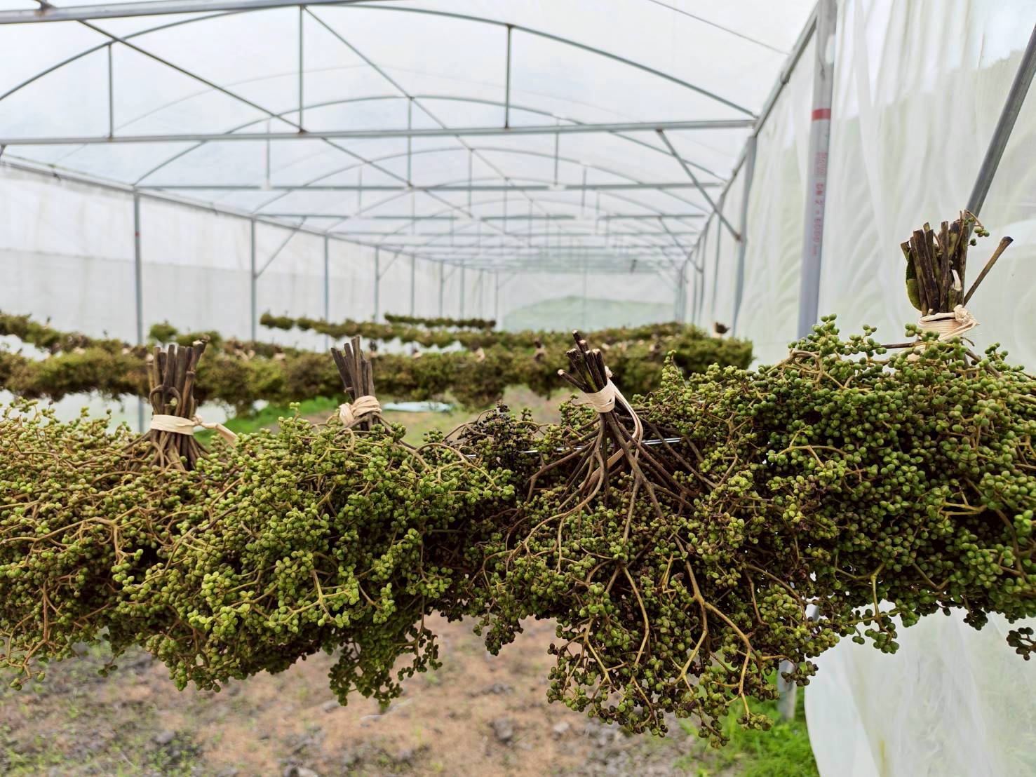 %e0%b8%a1%e0%b8%b0%e0%b9%81%e0%b8%82%e0%b9%88%e0%b8%a7%e0%b8%99-%e0%b8%9b%e0%b9%88%e0%b8%b2%e0%b9%81%e0%b8%9b%e0%b9%8b