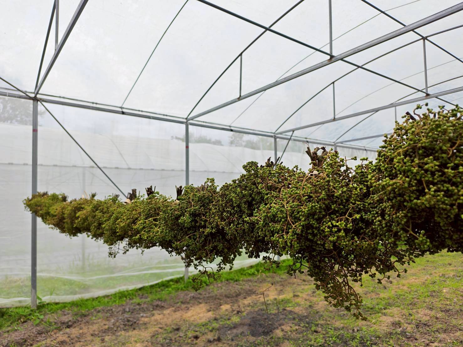 %e0%b8%a1%e0%b8%b0%e0%b9%81%e0%b8%82%e0%b9%88%e0%b8%a7%e0%b8%99-%e0%b8%9b%e0%b9%88%e0%b8%b2%e0%b9%81%e0%b8%9b%e0%b9%8b-1