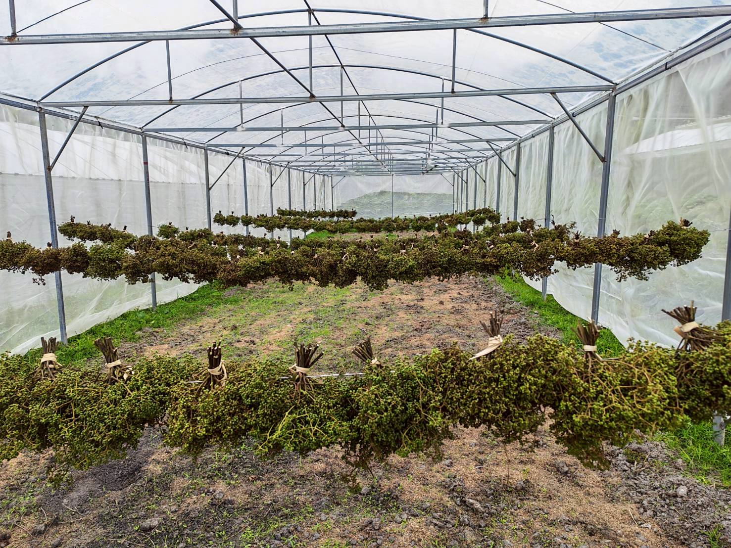 %e0%b8%a1%e0%b8%b0%e0%b9%81%e0%b8%82%e0%b9%88%e0%b8%a7%e0%b8%99-%e0%b8%9b%e0%b9%88%e0%b8%b2%e0%b9%81%e0%b8%9b%e0%b9%8b-2