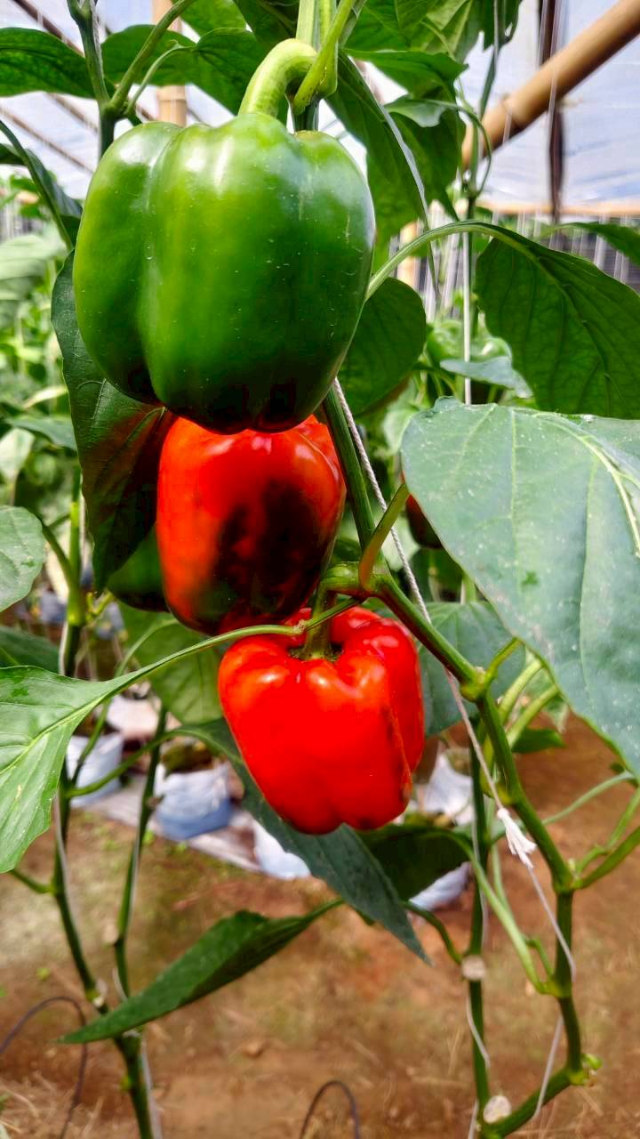 %e0%b8%9e%e0%b8%a3%e0%b8%b4%e0%b8%81%e0%b8%ab%e0%b8%a7%e0%b8%b2%e0%b8%99-%e0%b8%9b%e0%b9%88%e0%b8%b2%e0%b8%81%e0%b8%a5%e0%b9%89%e0%b8%a7%e0%b8%a2