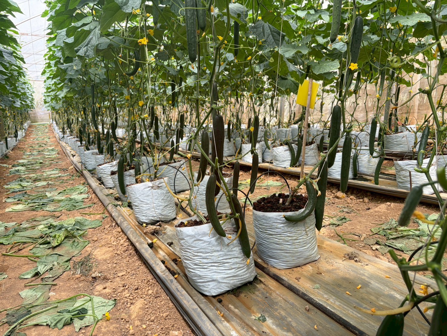 %e0%b9%81%e0%b8%95%e0%b8%87%e0%b8%81%e0%b8%a7%e0%b8%b2%e0%b8%8d%e0%b8%b5%e0%b9%88%e0%b8%9b%e0%b8%b8%e0%b9%88%e0%b8%99-%e0%b8%ab%e0%b9%89%e0%b8%a7%e0%b8%a2%e0%b8%99%e0%b9%89%e0%b8%b3%e0%b8%82%e0%b8%b2