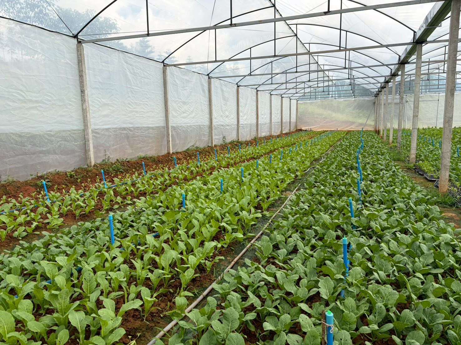 %e0%b9%81%e0%b8%9b%e0%b8%a5%e0%b8%87%e0%b8%9b%e0%b8%a5%e0%b8%b9%e0%b8%81%e0%b8%9c%e0%b8%b1%e0%b8%81-%e0%b8%ab%e0%b9%89%e0%b8%a7%e0%b8%a2%e0%b8%99%e0%b9%89%e0%b8%b3%e0%b8%82%e0%b8%b2%e0%b8%a7