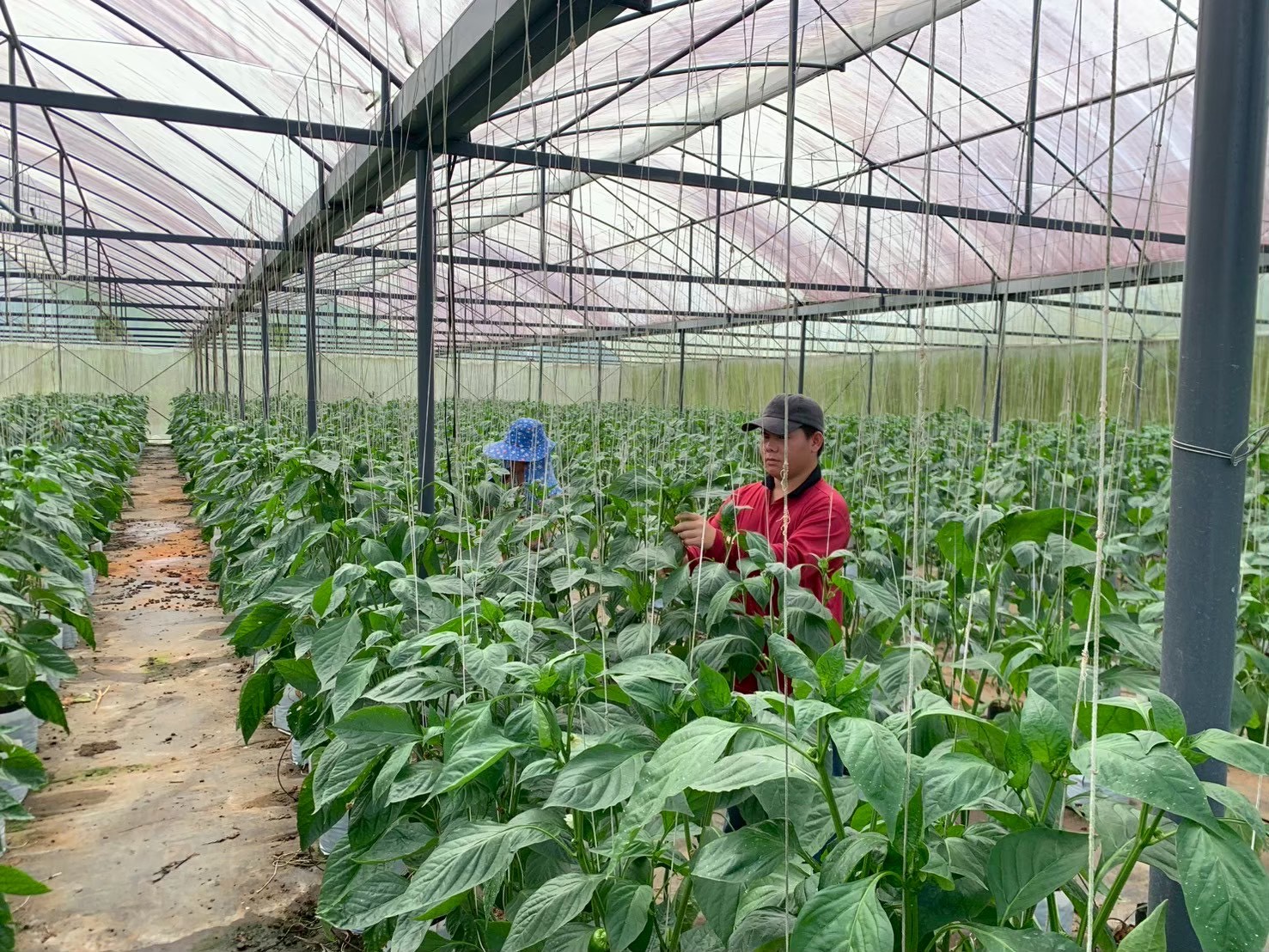 %e0%b8%9e%e0%b8%a3%e0%b8%b4%e0%b8%81%e0%b8%ab%e0%b8%a7%e0%b8%b2%e0%b8%99-%e0%b8%ab%e0%b9%89%e0%b8%a7%e0%b8%a2%e0%b8%99%e0%b9%89%e0%b8%b3%e0%b8%82%e0%b8%b2%e0%b8%a7