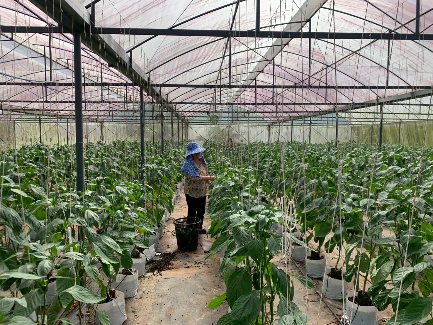 %e0%b8%9e%e0%b8%a3%e0%b8%b4%e0%b8%81%e0%b8%ab%e0%b8%a7%e0%b8%b2%e0%b8%99-%e0%b8%ab%e0%b9%89%e0%b8%a7%e0%b8%a2%e0%b8%99%e0%b9%89%e0%b8%b3%e0%b8%82%e0%b8%b2%e0%b8%a7-1