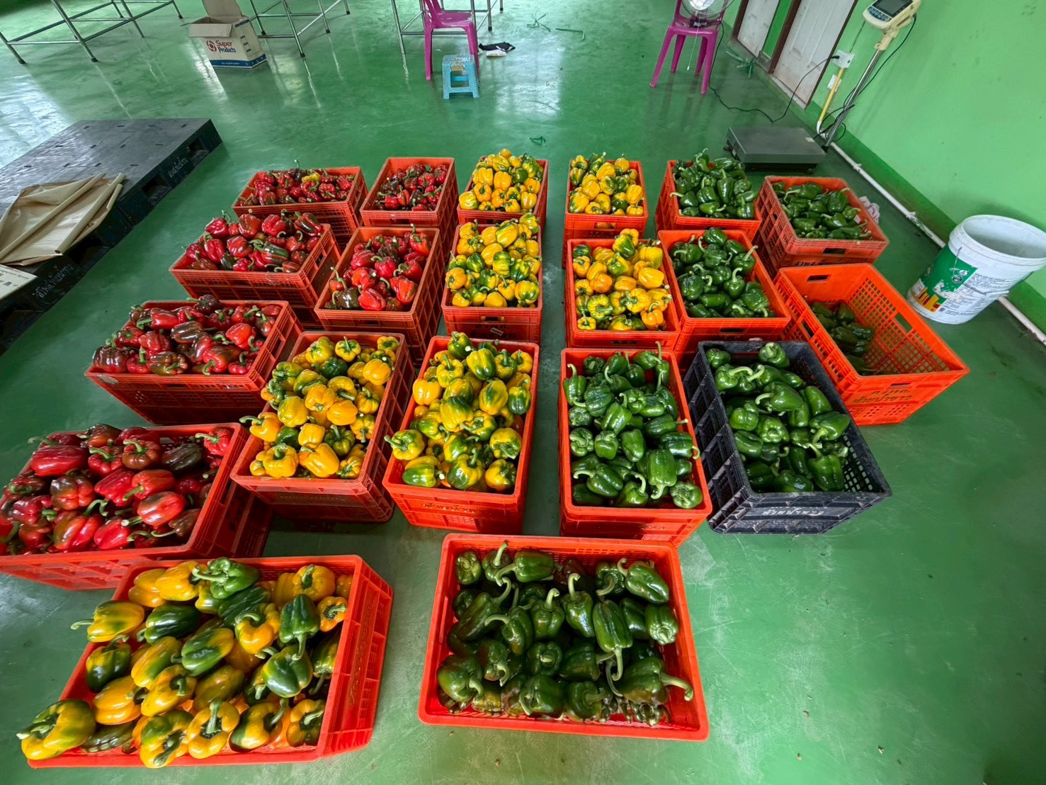 %e0%b8%9e%e0%b8%a3%e0%b8%b4%e0%b8%81%e0%b8%ab%e0%b8%a7%e0%b8%b2%e0%b8%99-%e0%b8%ab%e0%b9%89%e0%b8%a7%e0%b8%a2%e0%b8%99%e0%b9%89%e0%b8%b3%e0%b8%82%e0%b8%b2%e0%b8%a7-2