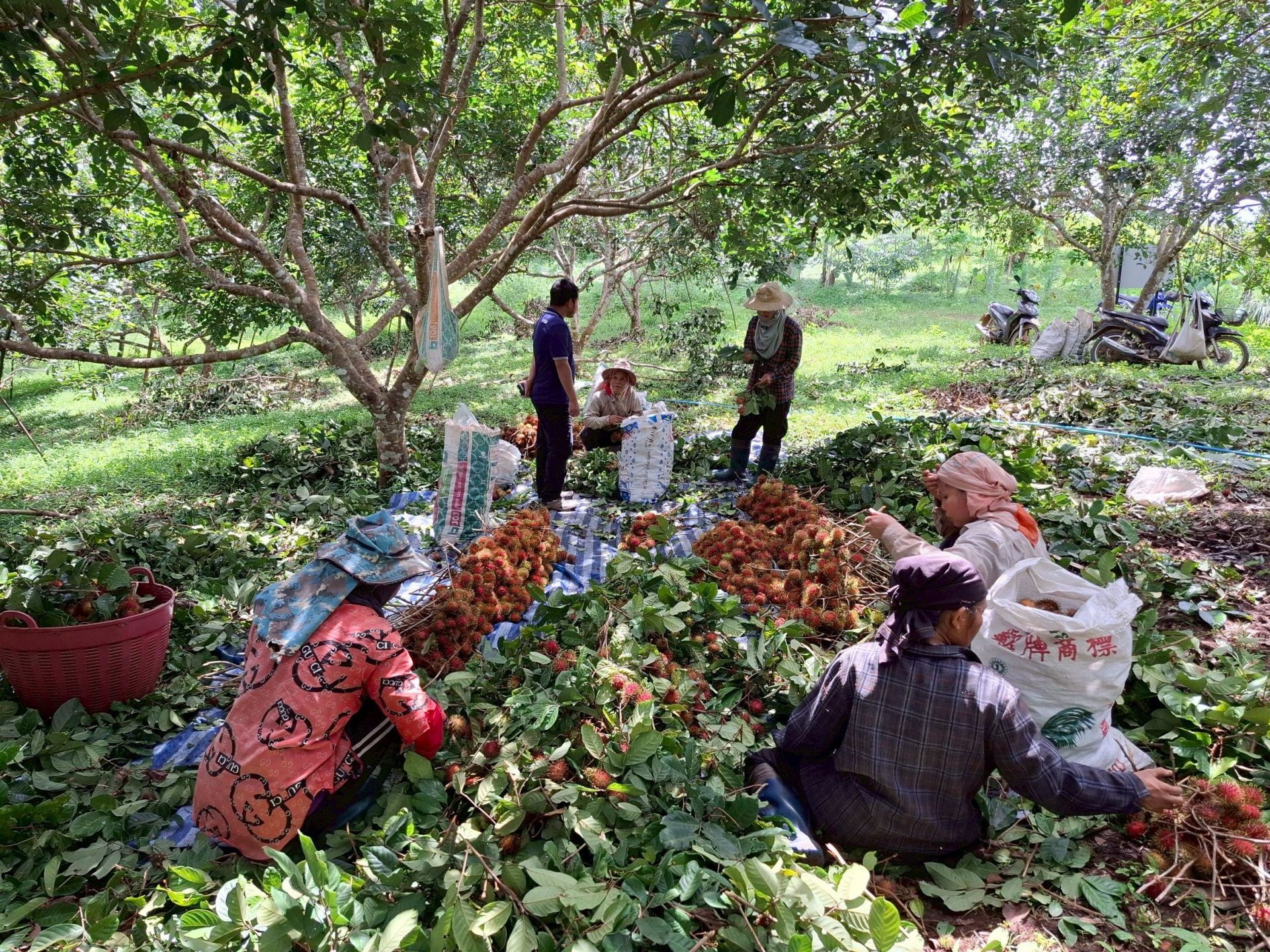 %e0%b9%80%e0%b8%81%e0%b9%87%e0%b8%9a%e0%b8%9c%e0%b8%a5%e0%b8%9c%e0%b8%a5%e0%b8%b4%e0%b8%95%e0%b9%84%e0%b8%a1%e0%b9%89%e0%b8%9c%e0%b8%a5%e0%b9%80%e0%b8%87%e0%b8%b2%e0%b8%b0