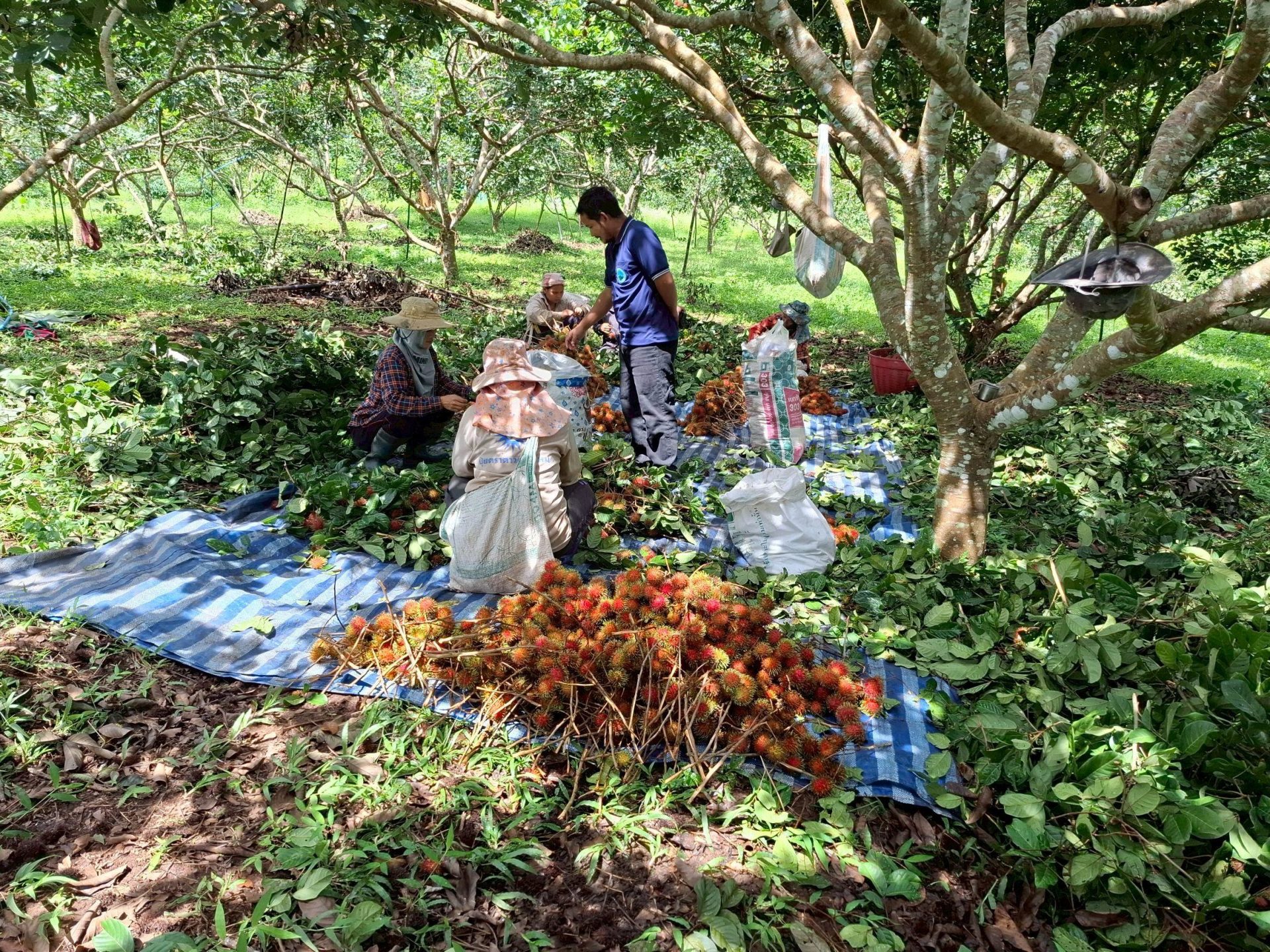 %e0%b9%80%e0%b8%81%e0%b9%87%e0%b8%9a%e0%b8%9c%e0%b8%a5%e0%b8%9c%e0%b8%a5%e0%b8%b4%e0%b8%95%e0%b9%84%e0%b8%a1%e0%b9%89%e0%b8%9c%e0%b8%a5%e0%b9%80%e0%b8%87%e0%b8%b2%e0%b8%b0-1